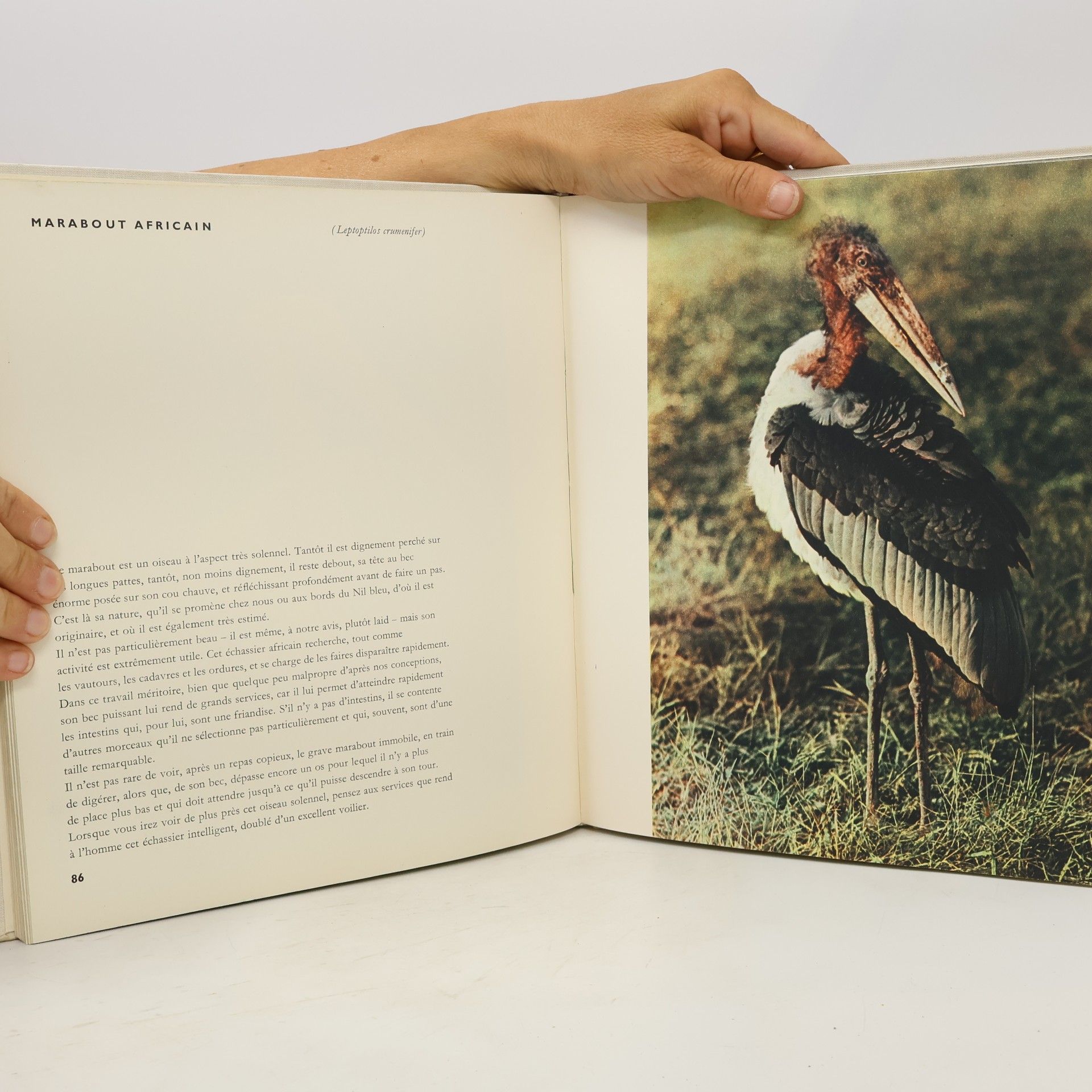 Jindrich Marco Le Zoo en couleurs