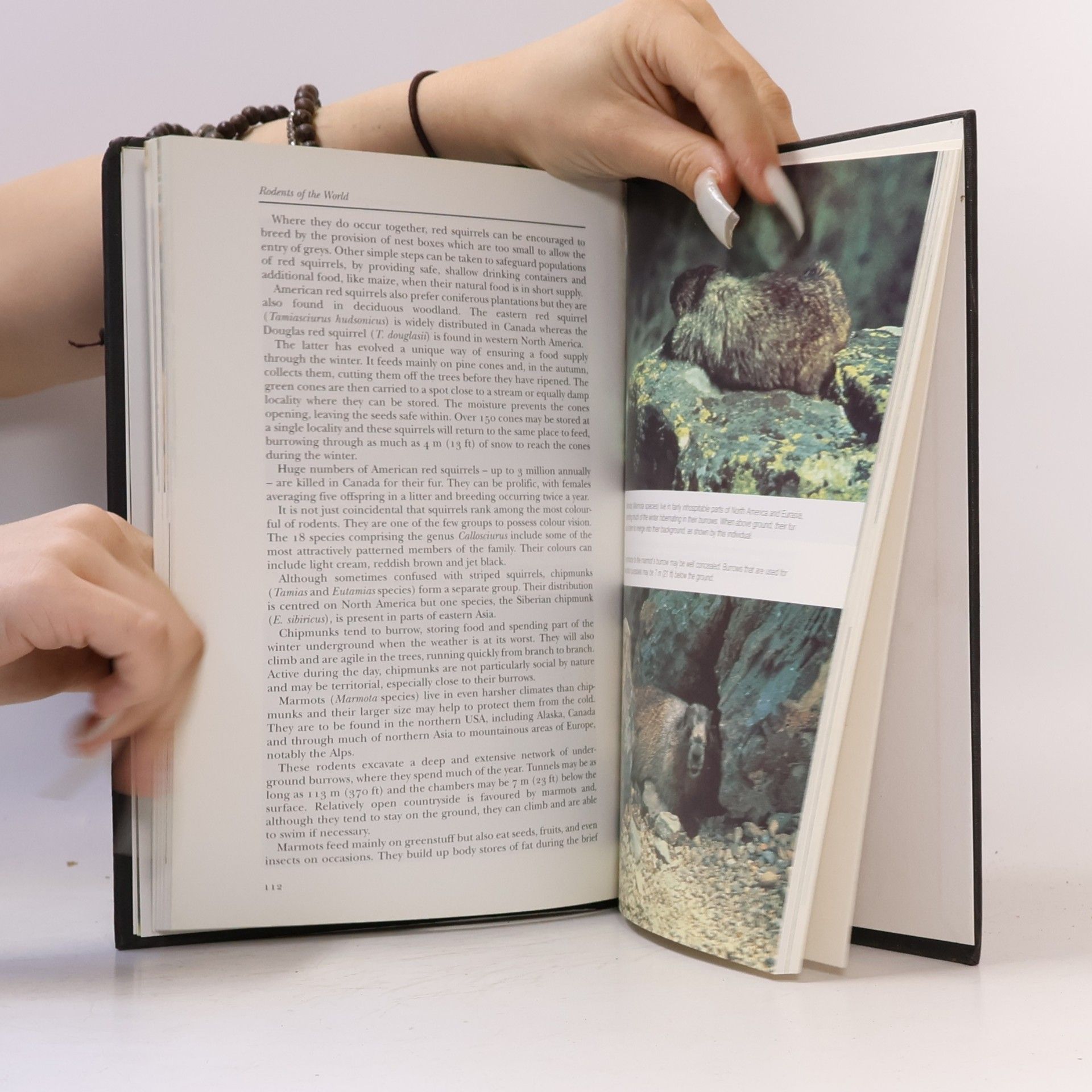 David Alderton Rodents of the World