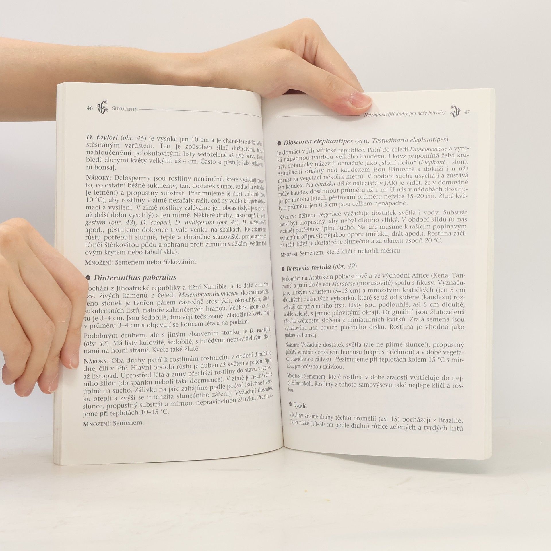 Pasečný Petr Sukulenty