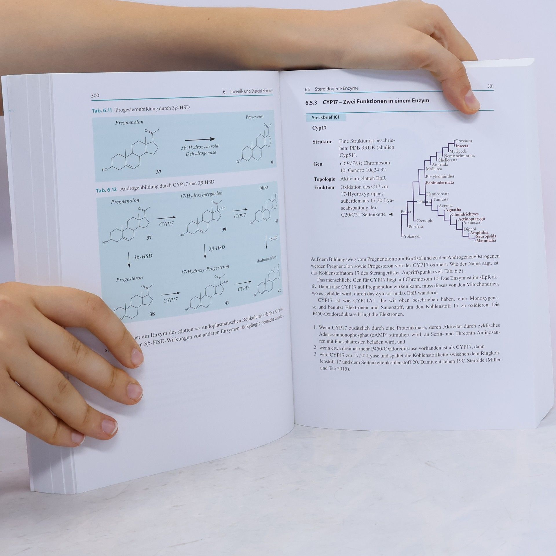 Bernhard Kleine Hormone und Hormonsystem - Lehrbuch der Endokrinologie