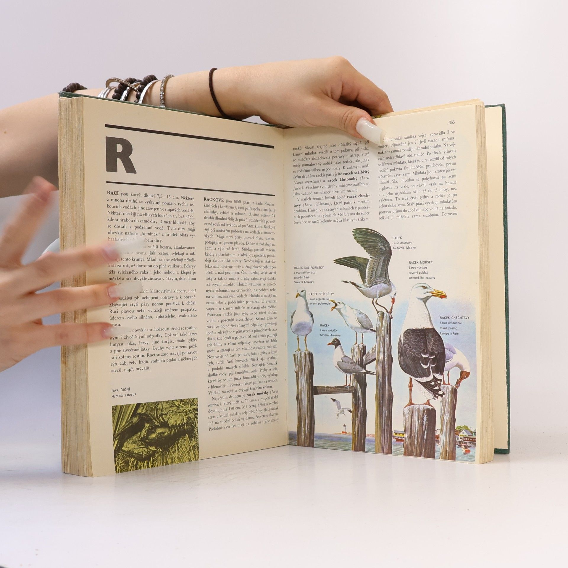 Various authors Od agamy po žraloka. Velký ilustrovaný slovník zvířat