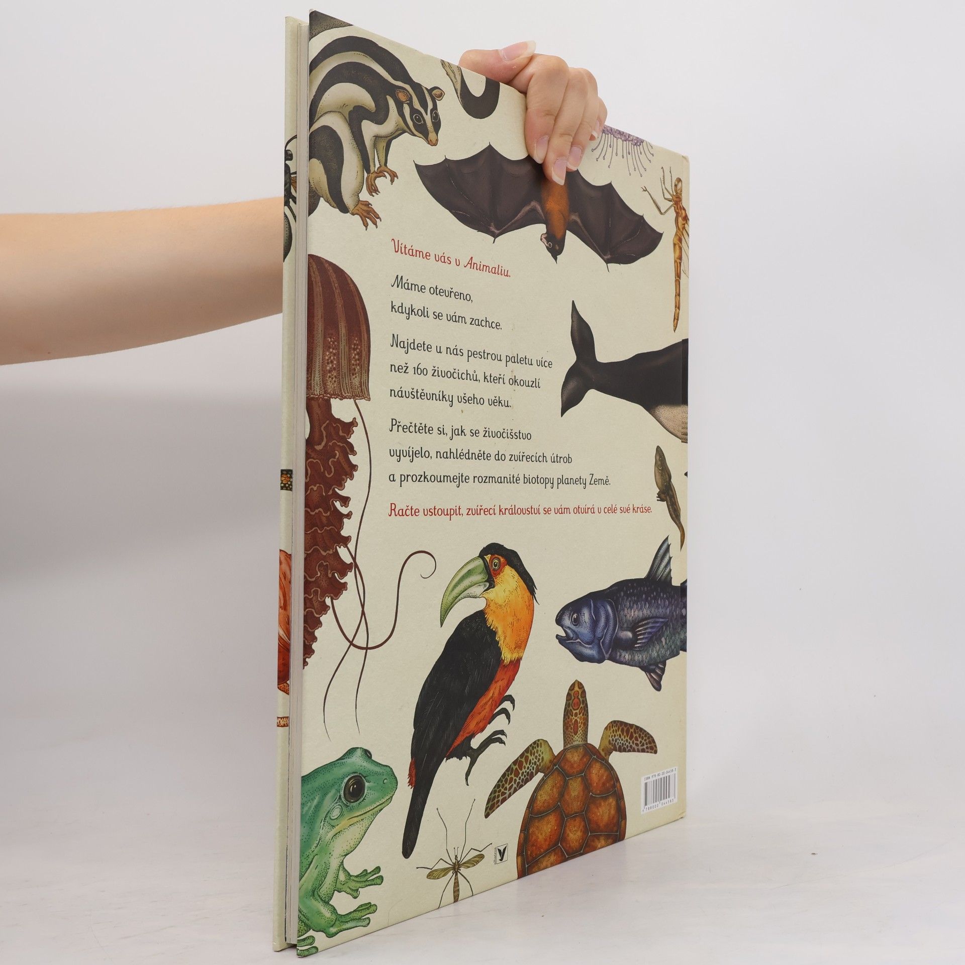 Katie Scott Animalium