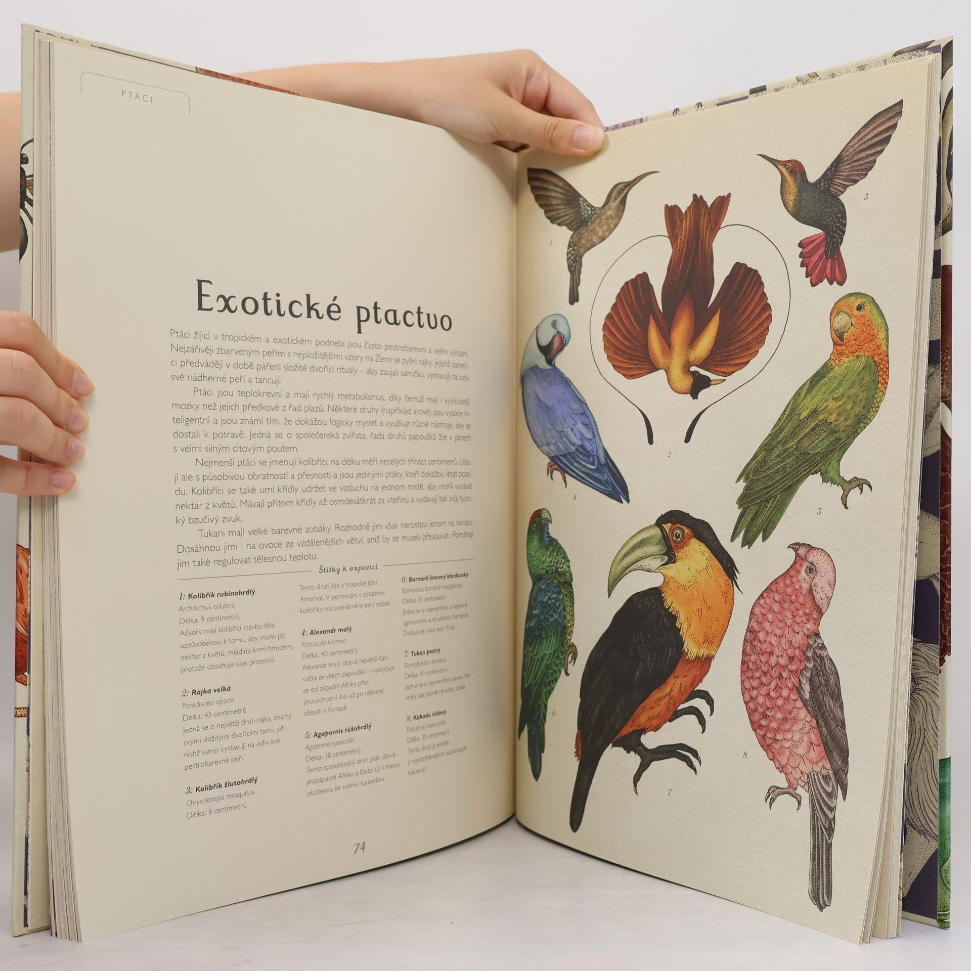 Katie Scott Animalium