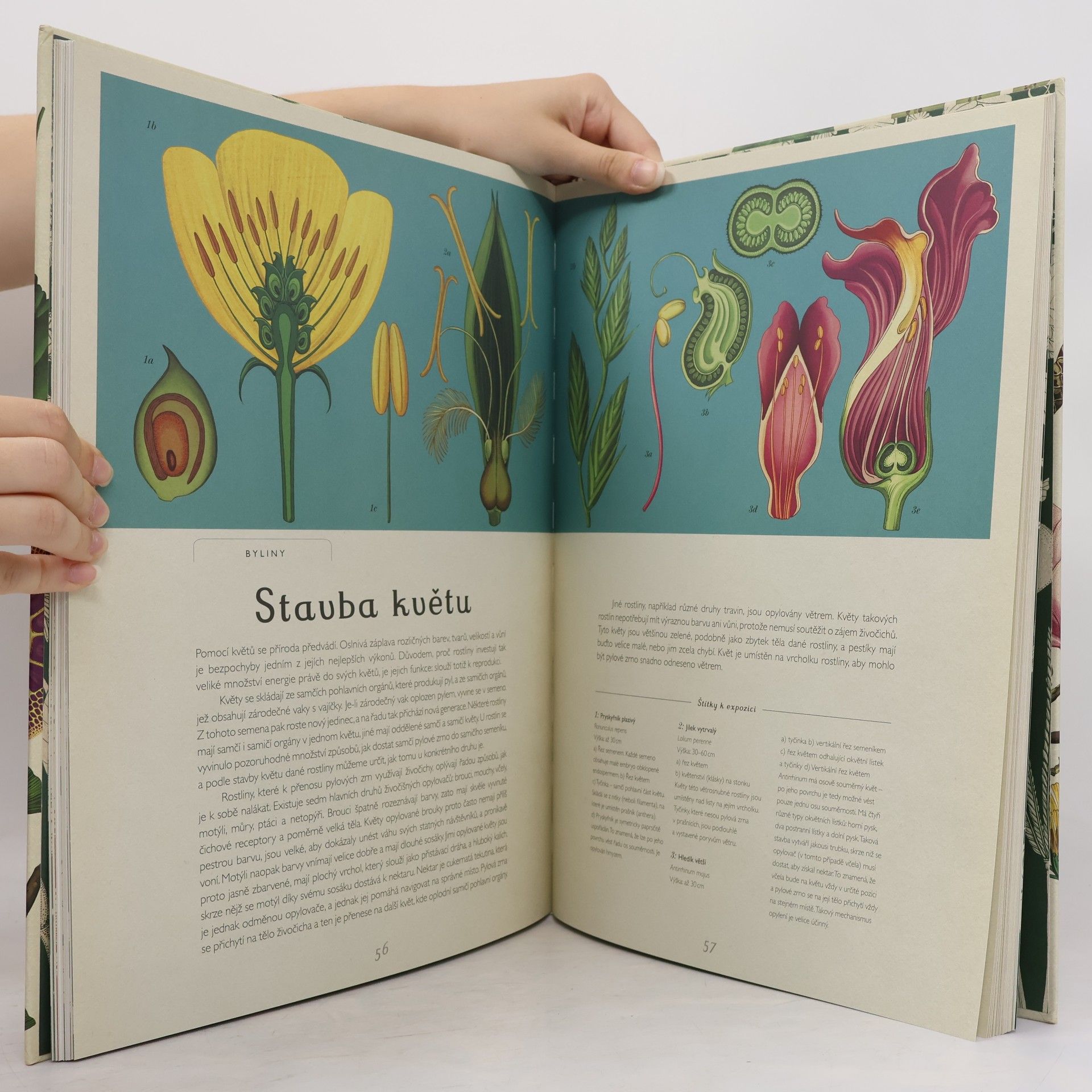 Katie Scott Botanicum