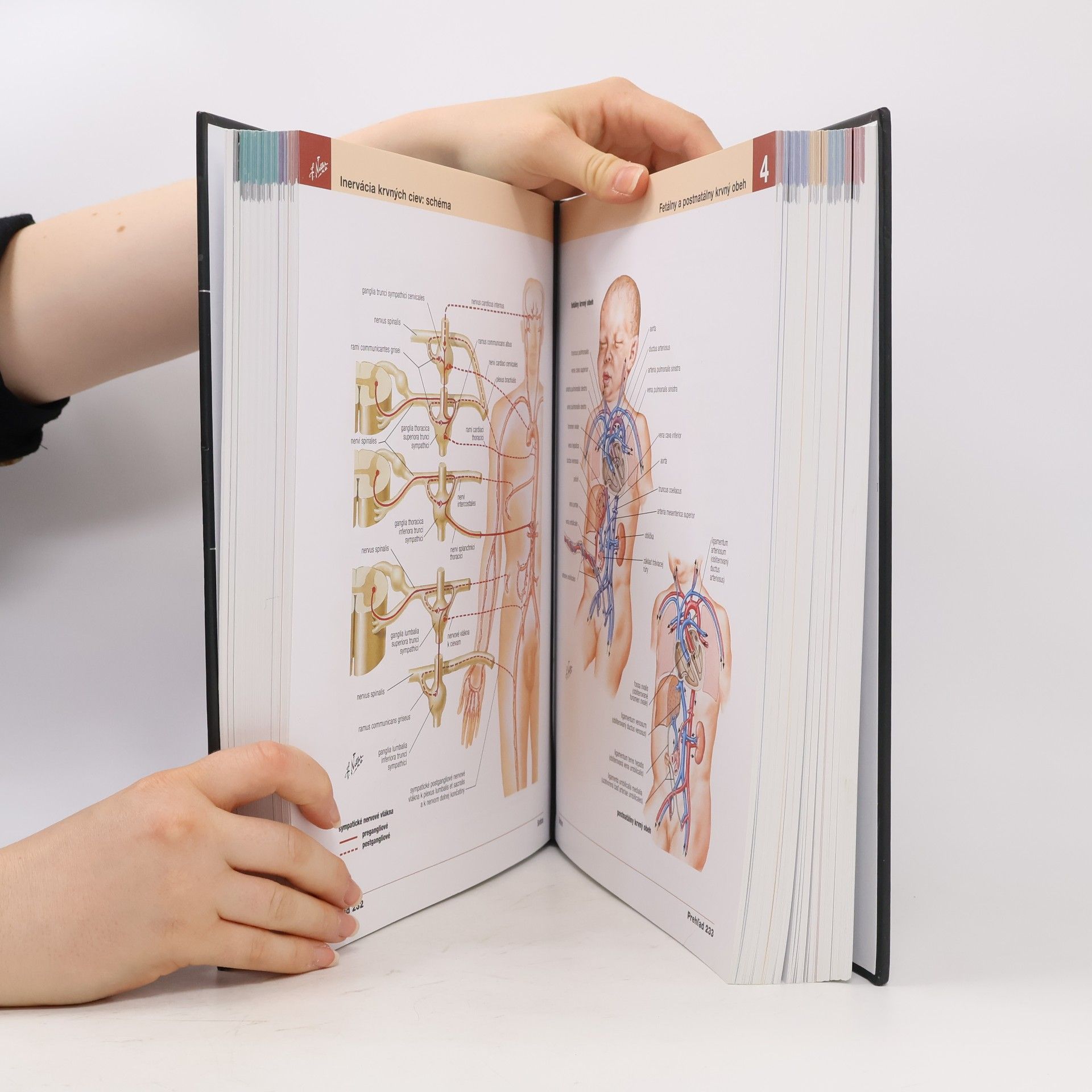 Frank Netter Netterov anatomický atlas človeka