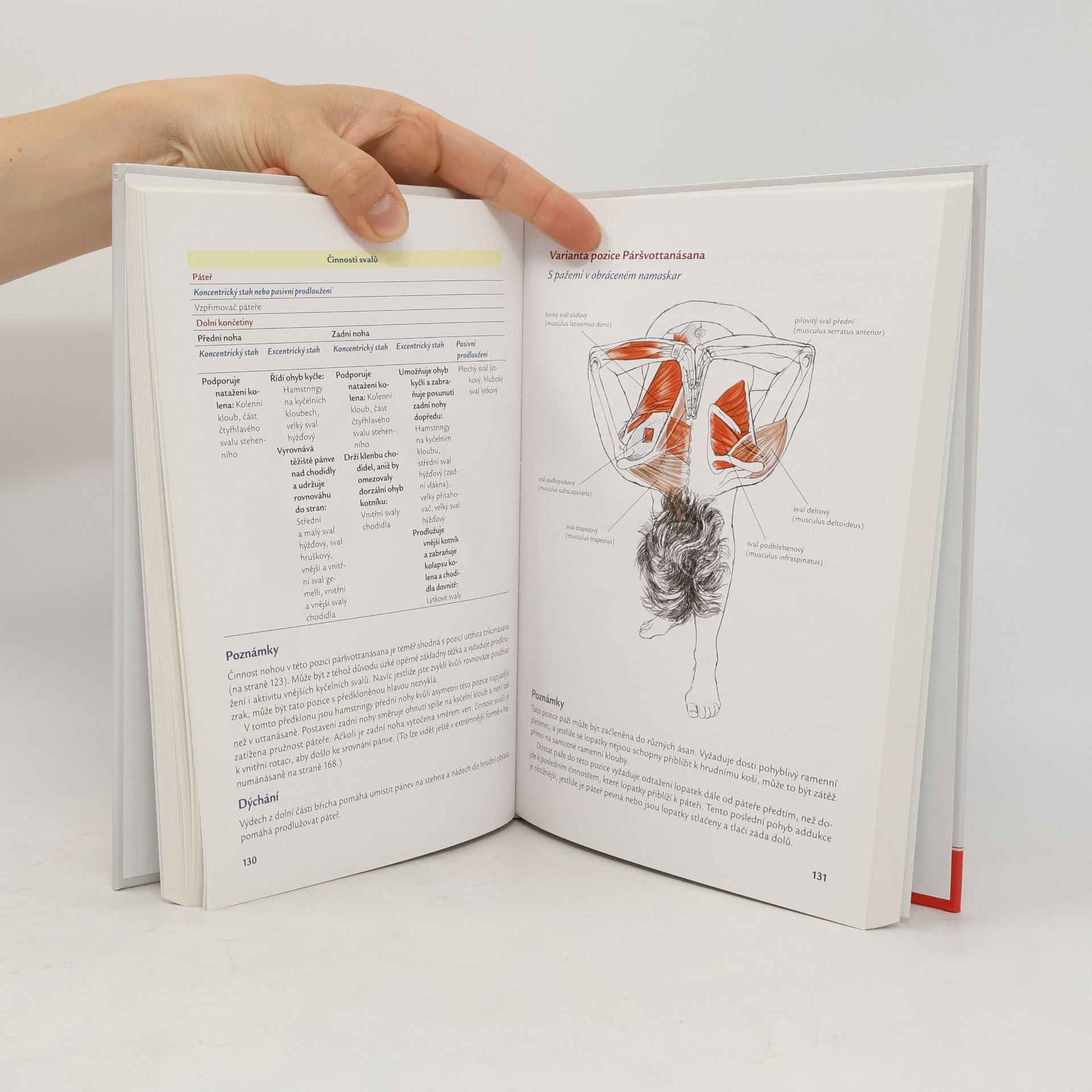 Leslie Kaminoff Jóga. Anatomie