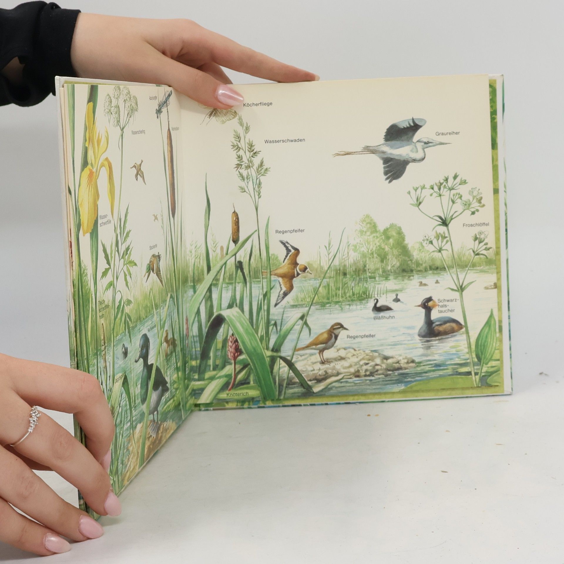 Hermut K. Geipel Unsere Welt erkennen: Lebendiger Teich