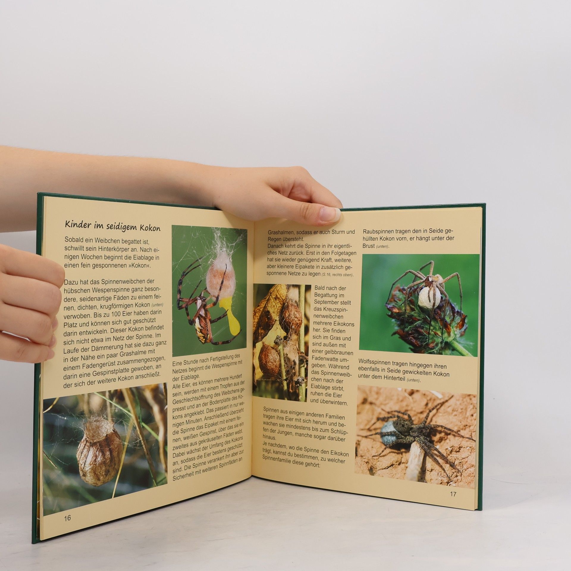 Heiderose Fischer-Nagel Im Netz der Spinne