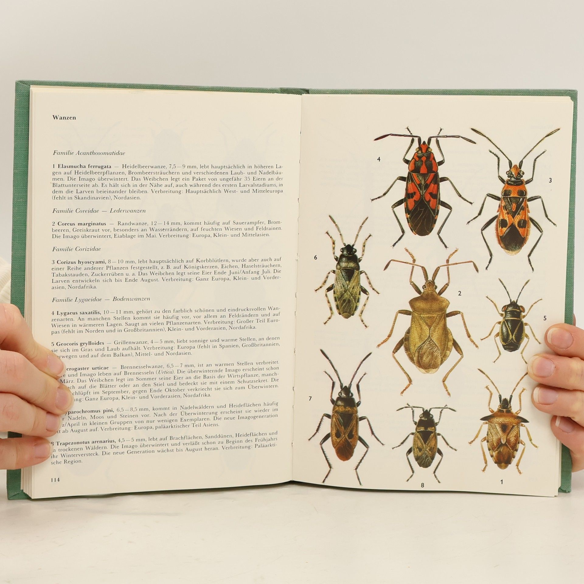 nezn. Zahradník/Der Kosmos/Insektenführer
