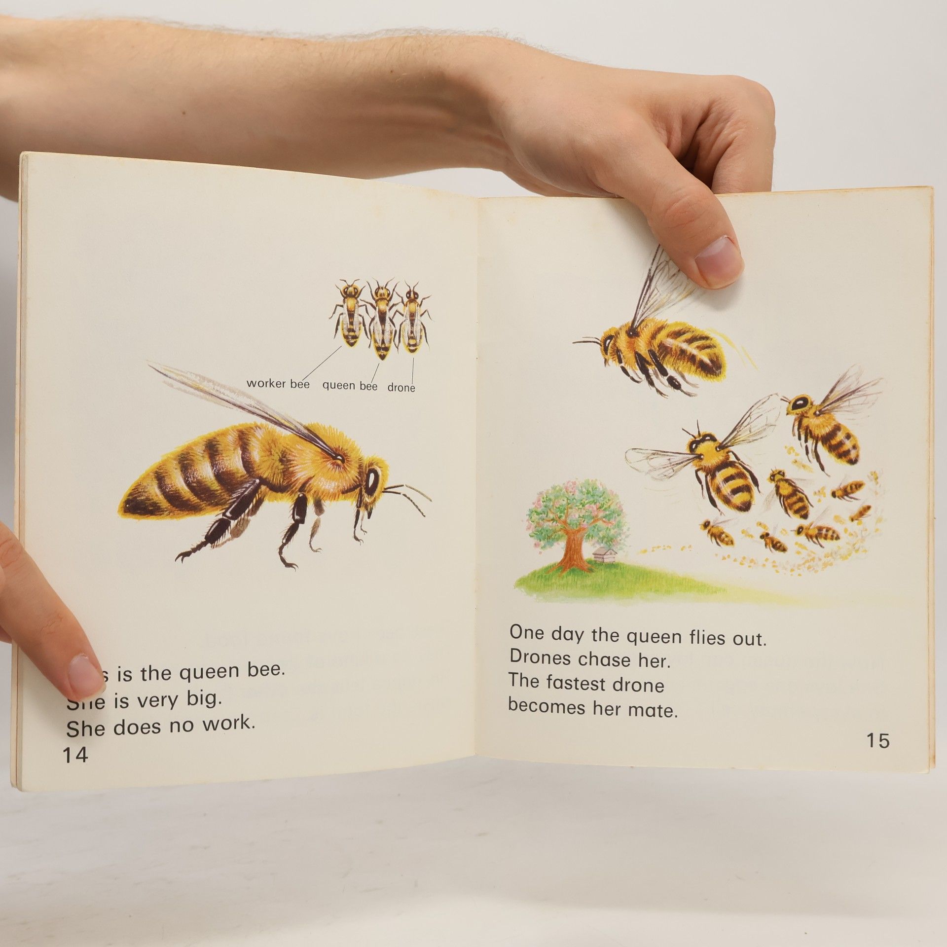 Unknown Author Starters: Bees