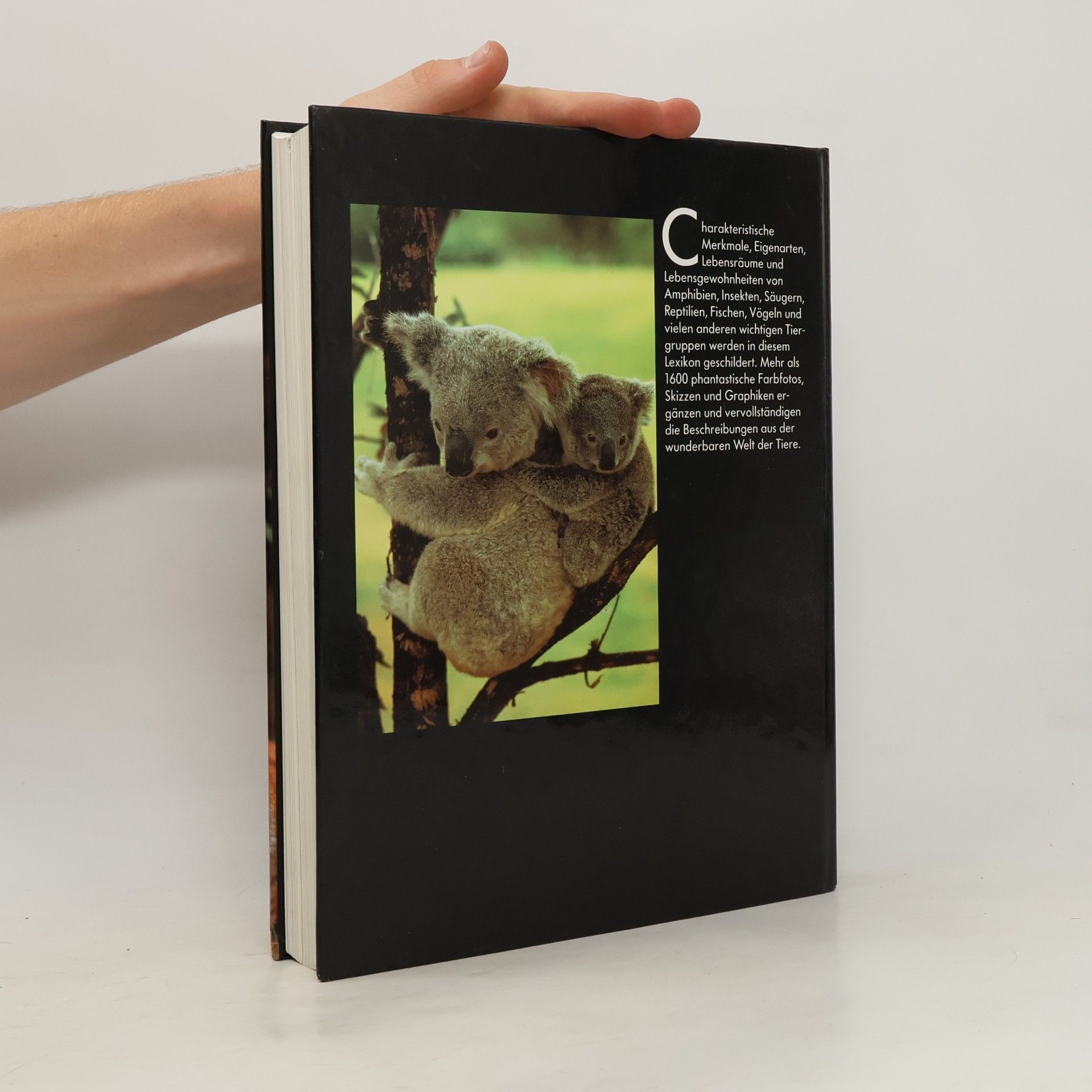 Autorenkollektiv Lexikon der Tiere von A-Z