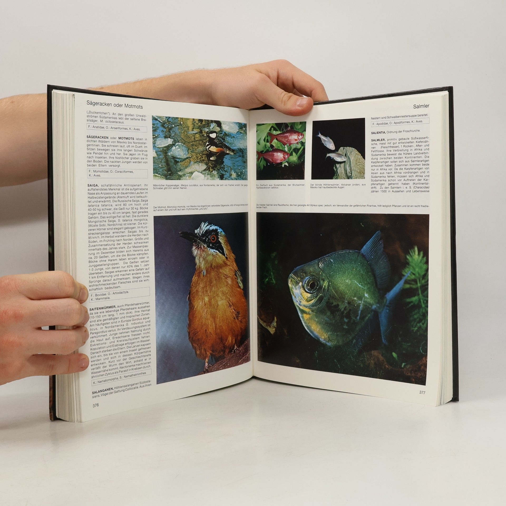 Autorenkollektiv Lexikon der Tiere von A-Z