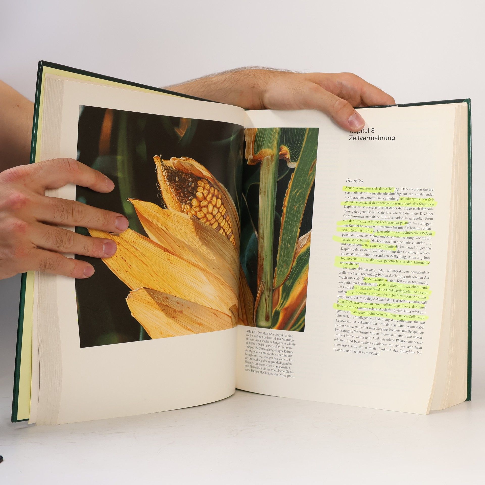 Peter H. Raven Biologie der Pflanzen