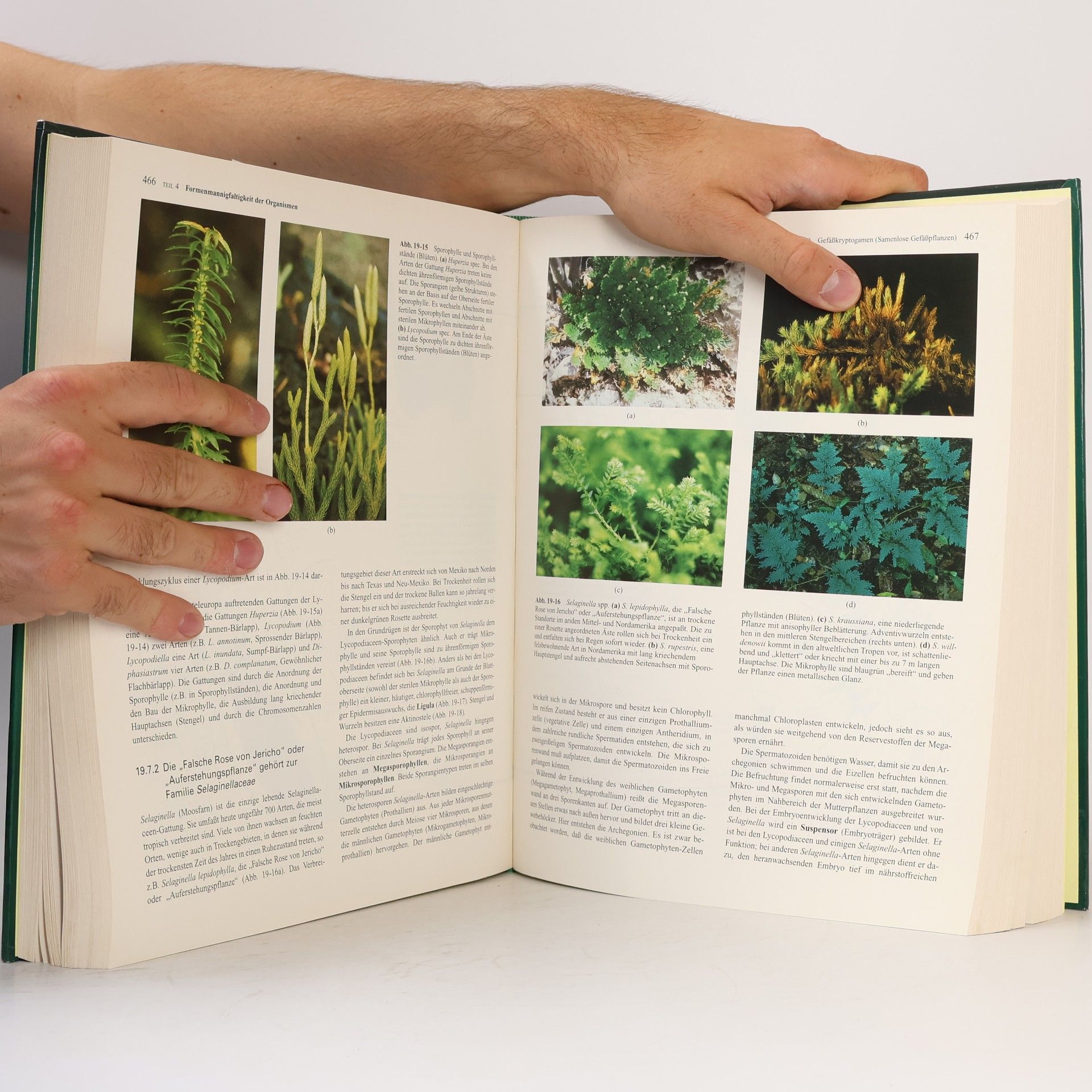 Peter H. Raven Biologie der Pflanzen