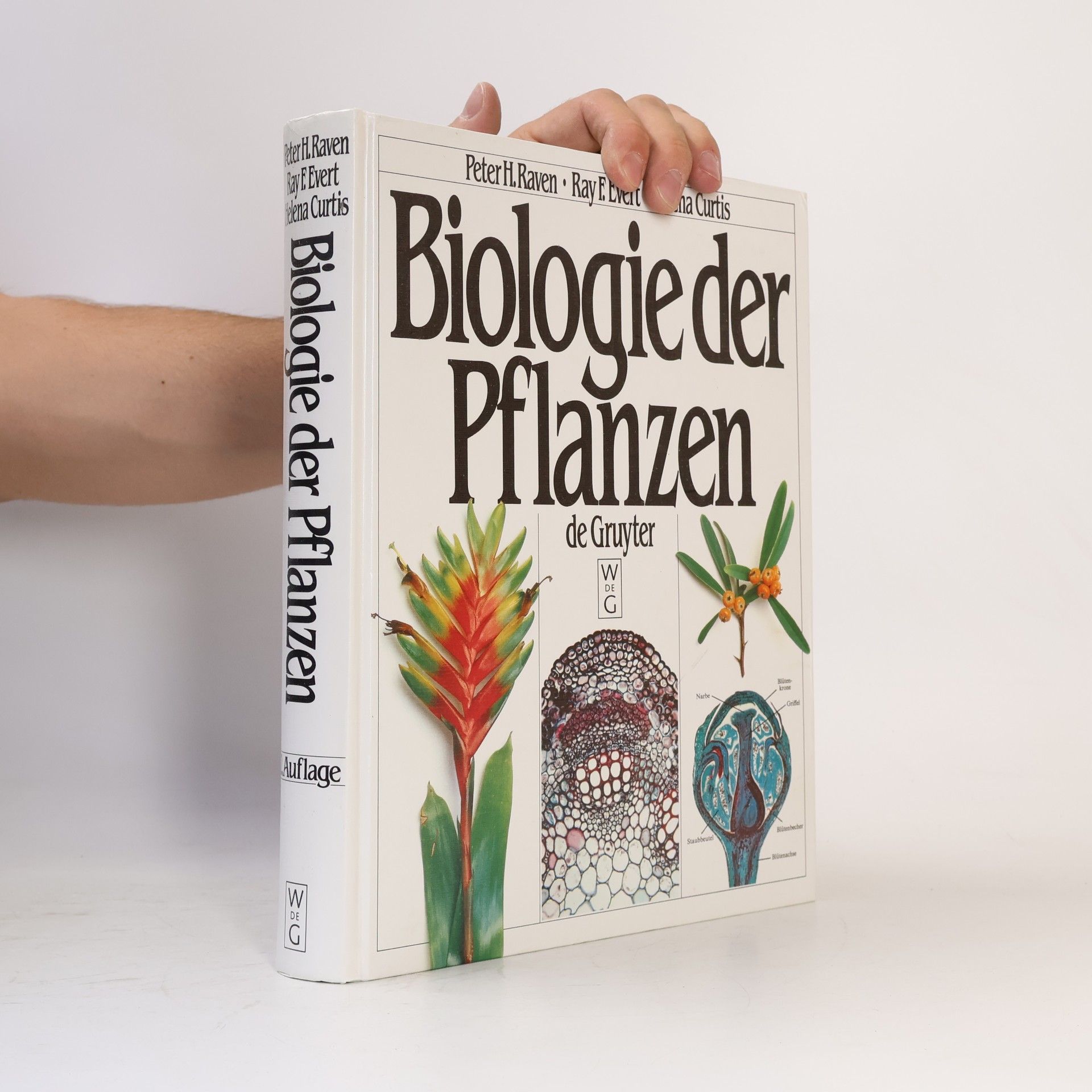 Ray Franklin Evert Biologie der Pflanzen