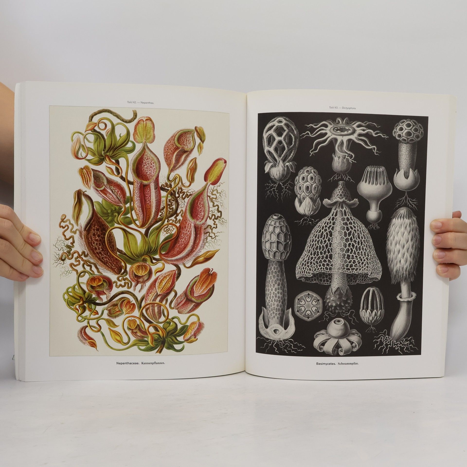 Ernst Haeckel Ernst Haeckel. Kunstformen der Natur