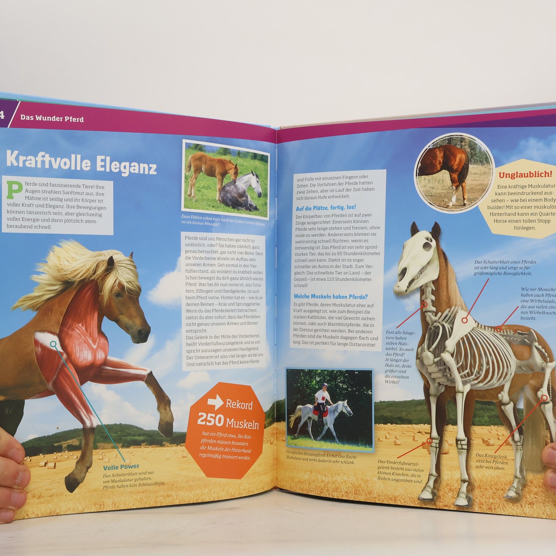 Silke Behling Pferde. Von frechen Fohlen und wilden Mustangs.