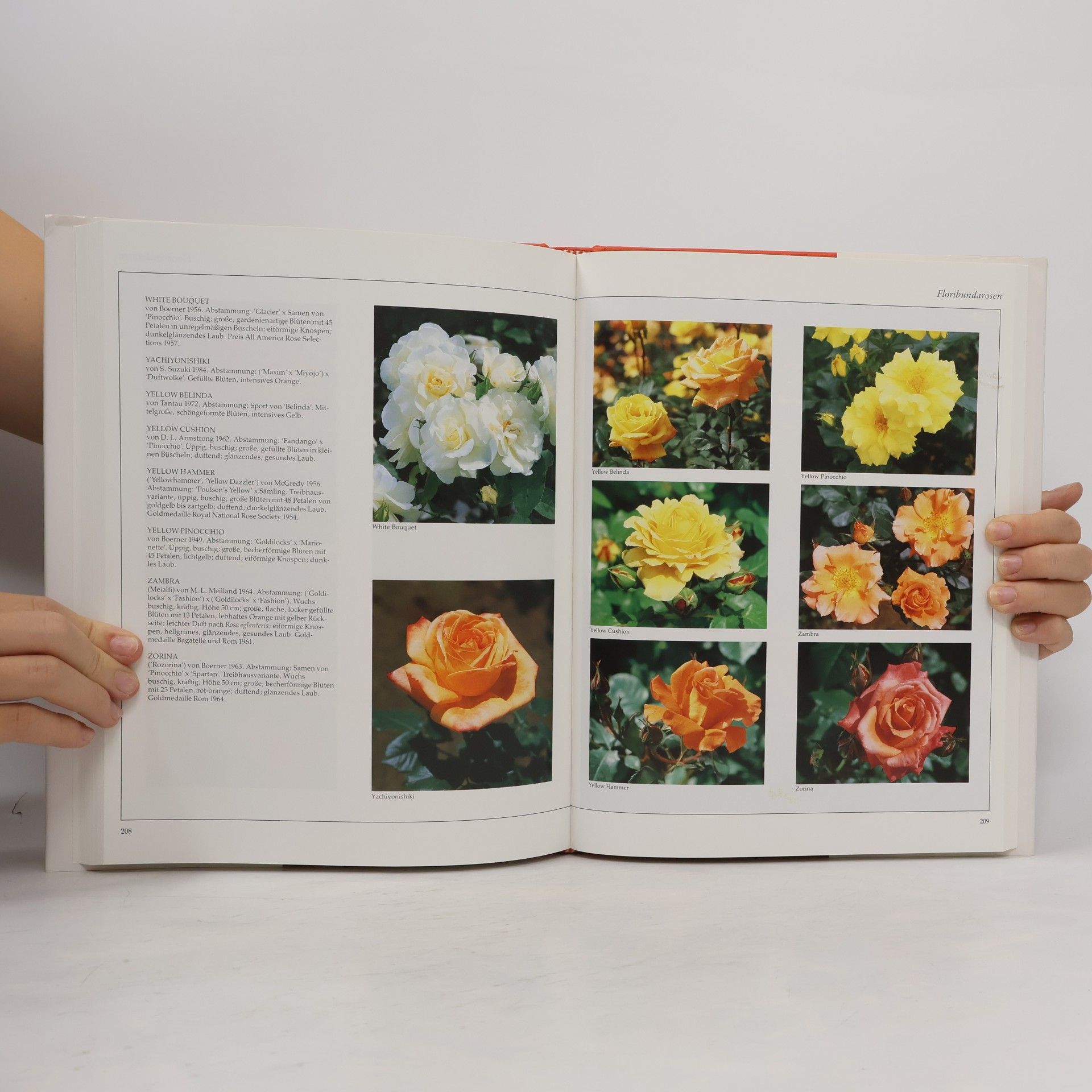 Orietta Sala Das grosse Buch der 1000 Rosen