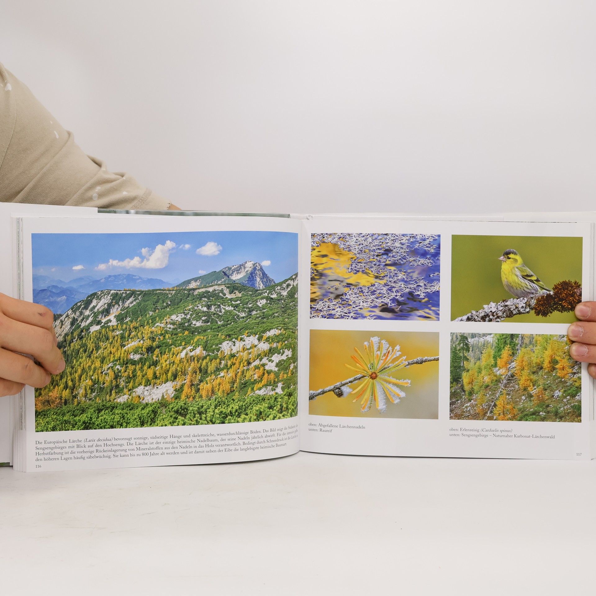 Herfried Marek Die letzte große Waldwildnis Österreichs Nationalpark Kalkalpen