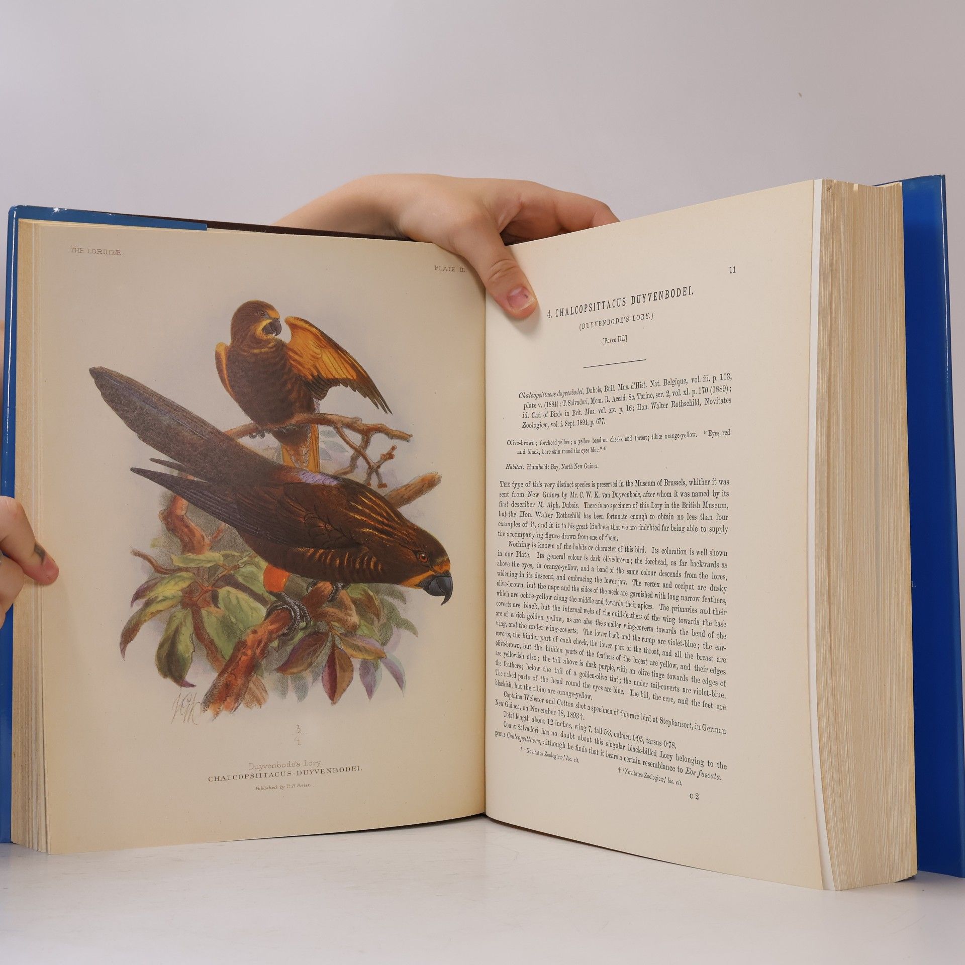 St George Jackson Mivart A Monograph of the Lories, Or Brush-tongued Parrots, Composing the Family Loriidae