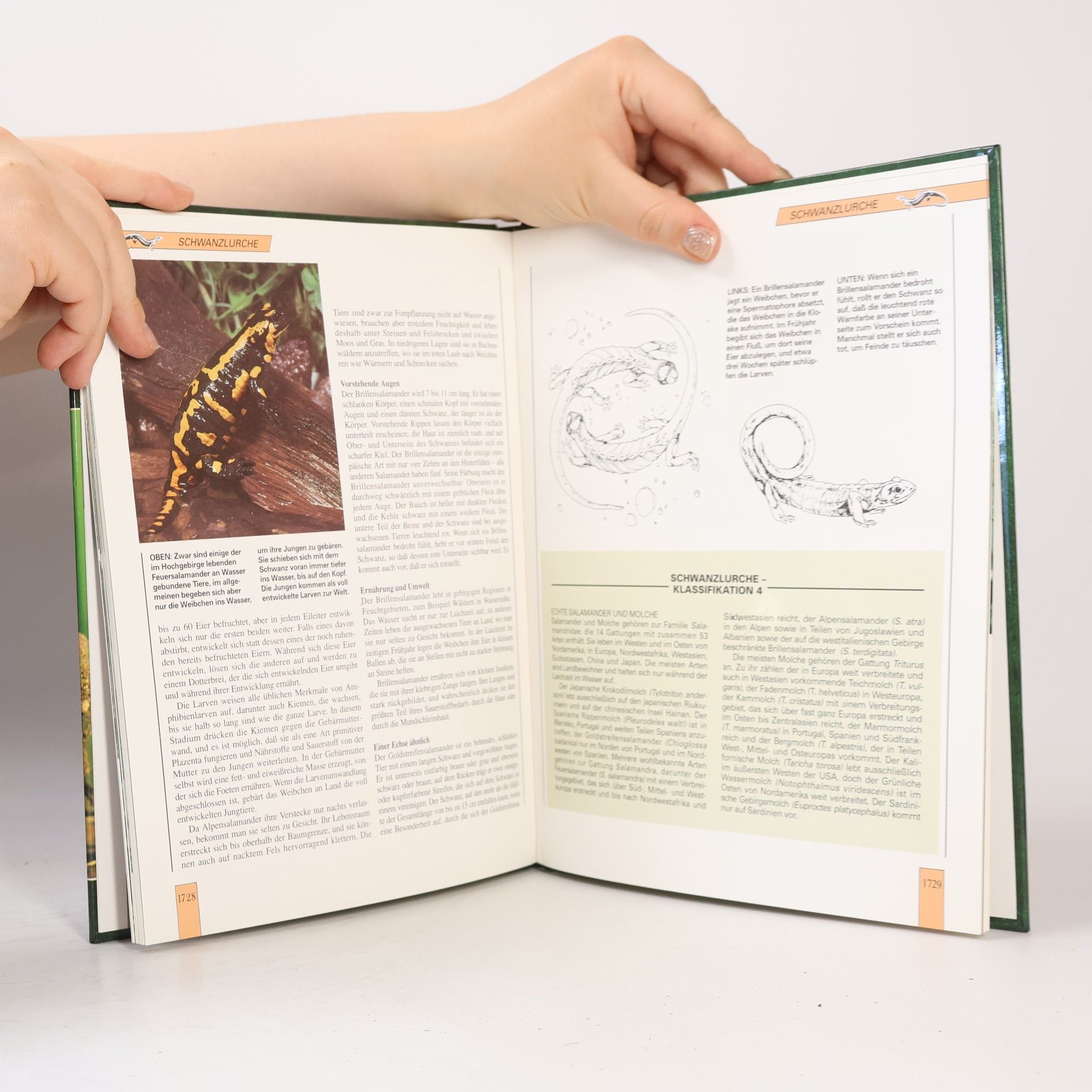 Autorenkollektiv Lebendiges Tierreich 29