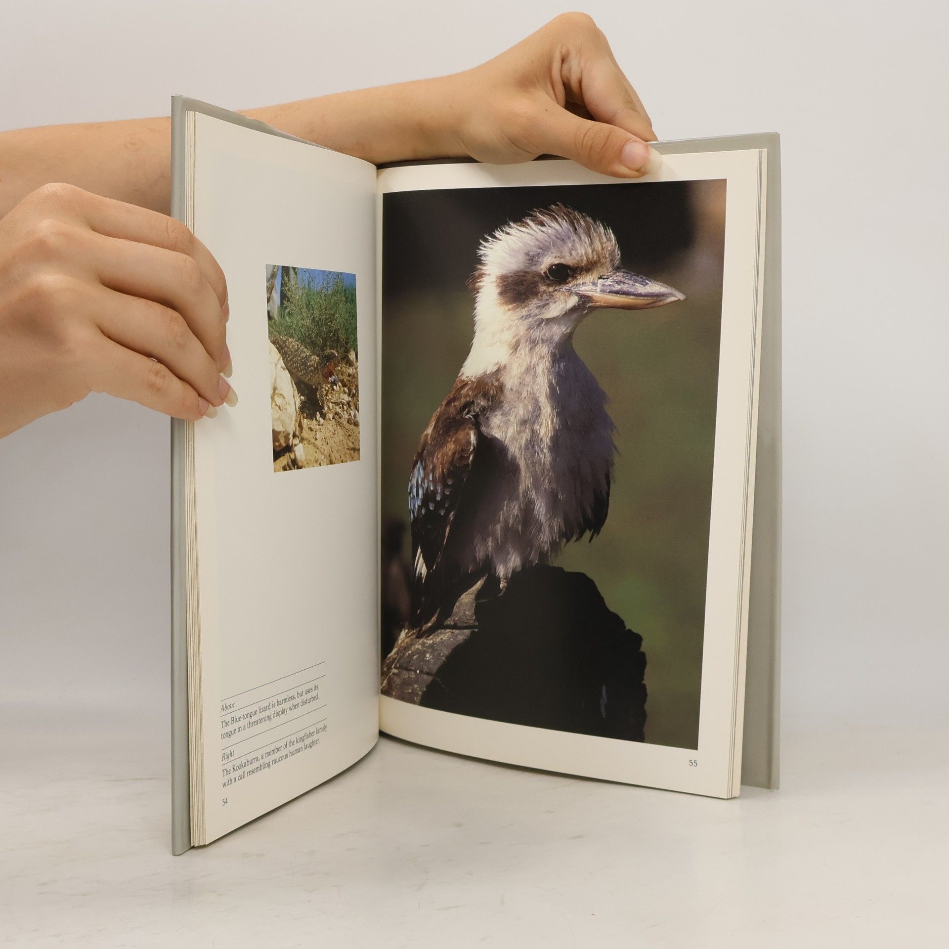 Blanche Hewitt Images of Australia