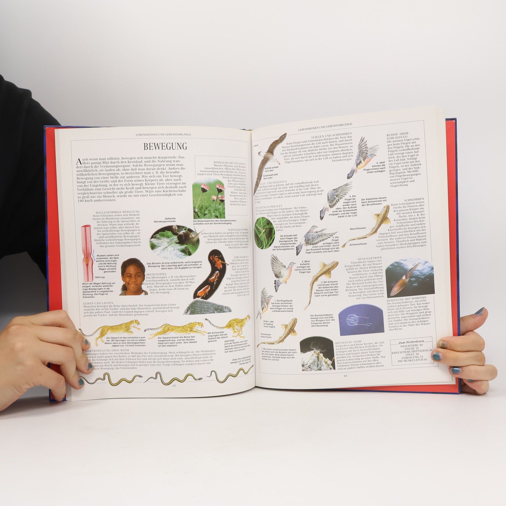 Autorenkollektiv Das Ravensburger Lexikon der Natur und Technik 1-4