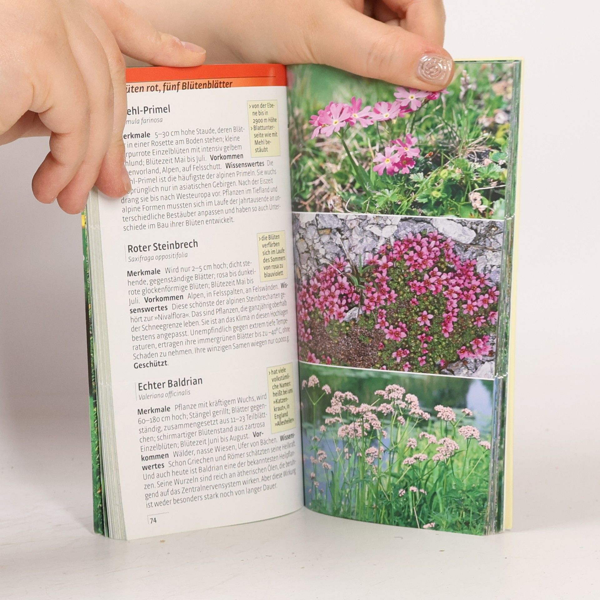 Eva-Maria Dreyer Welche Blume ist das?