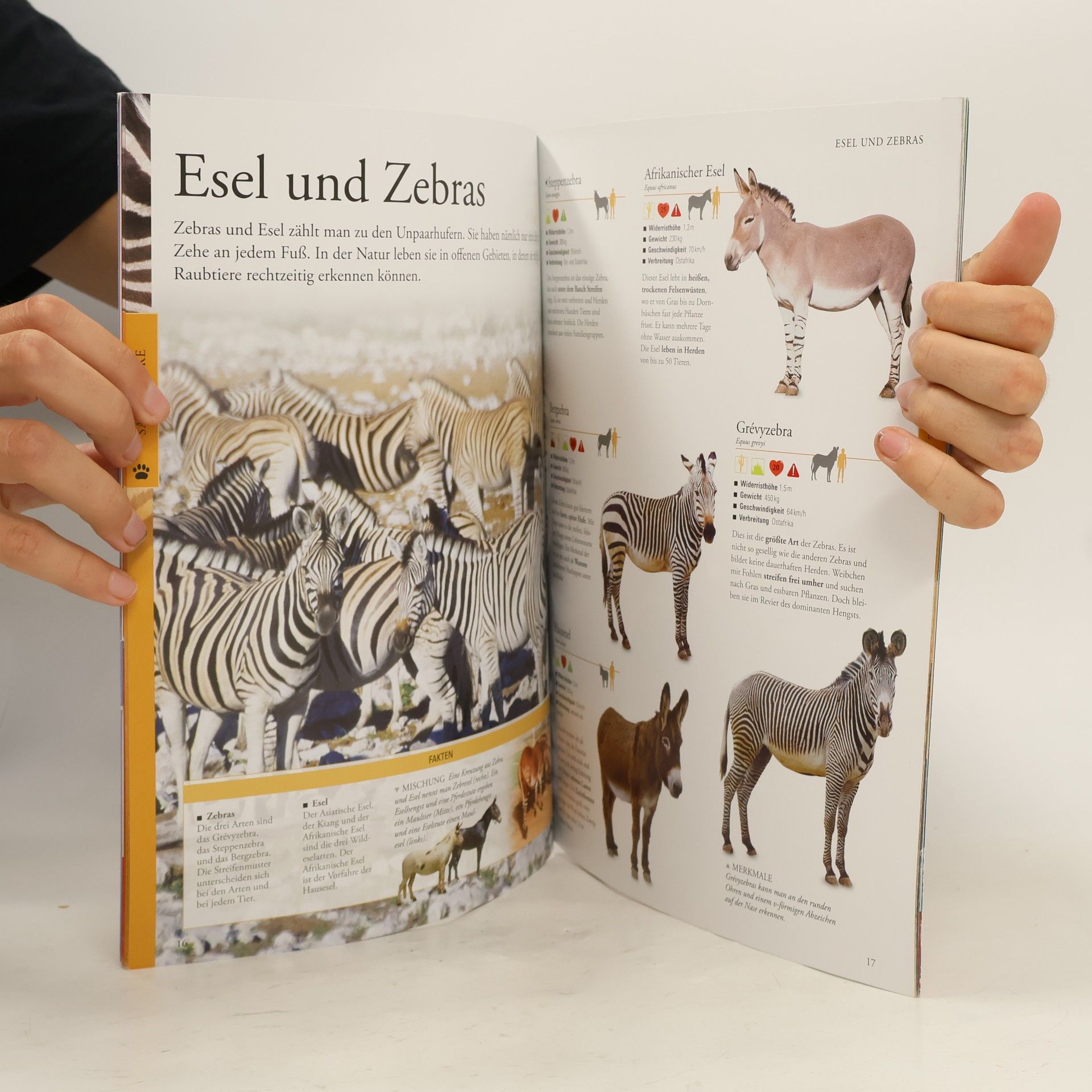 Autorenkollektiv Tiere Afrikas für clevere Kids