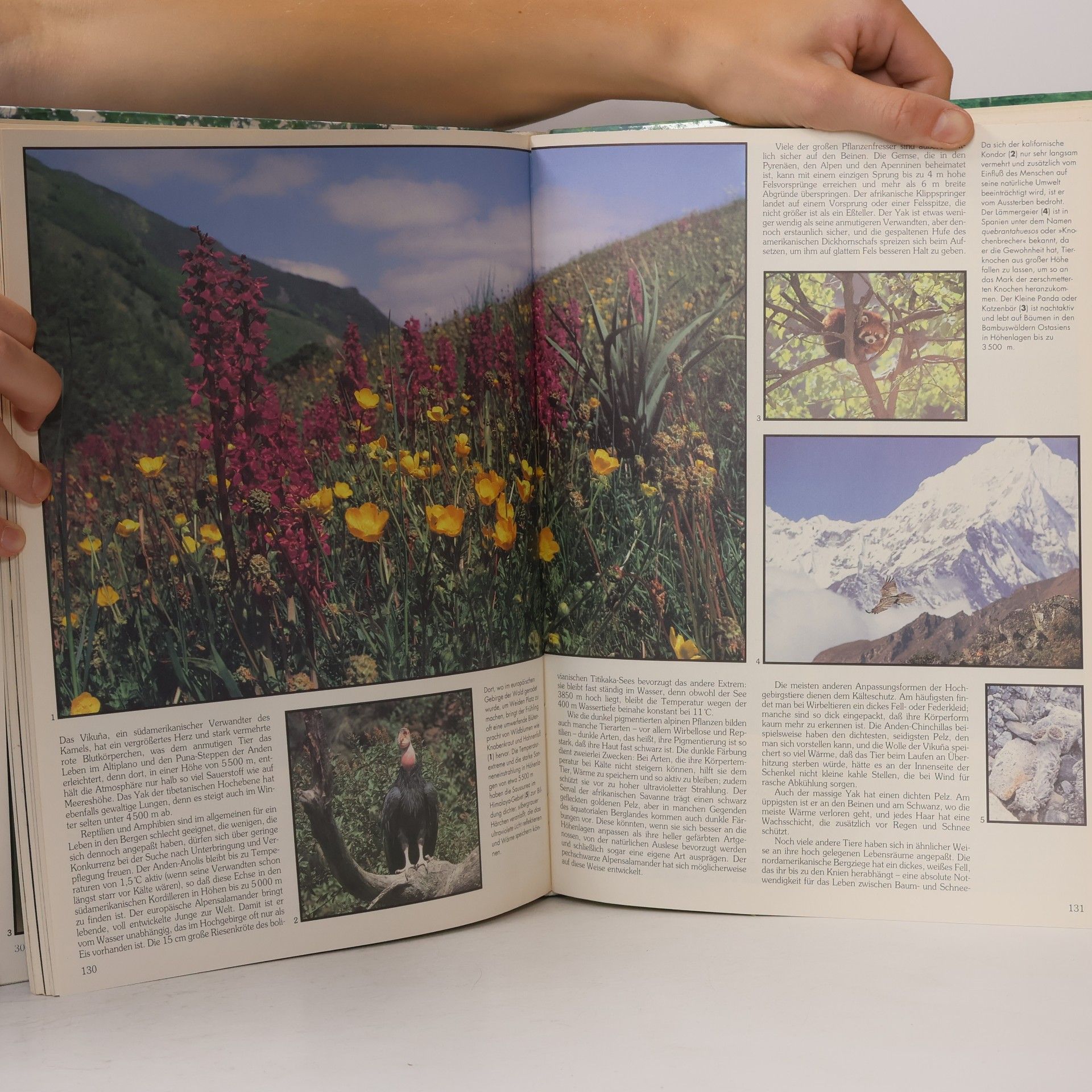 Teresa Farino Lebendige Natur