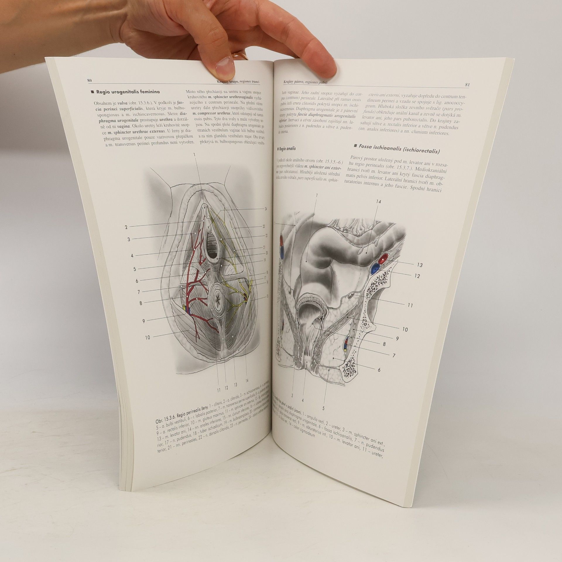 Miloš Grim Základy anatomie. 5., Anatomie krajin těla