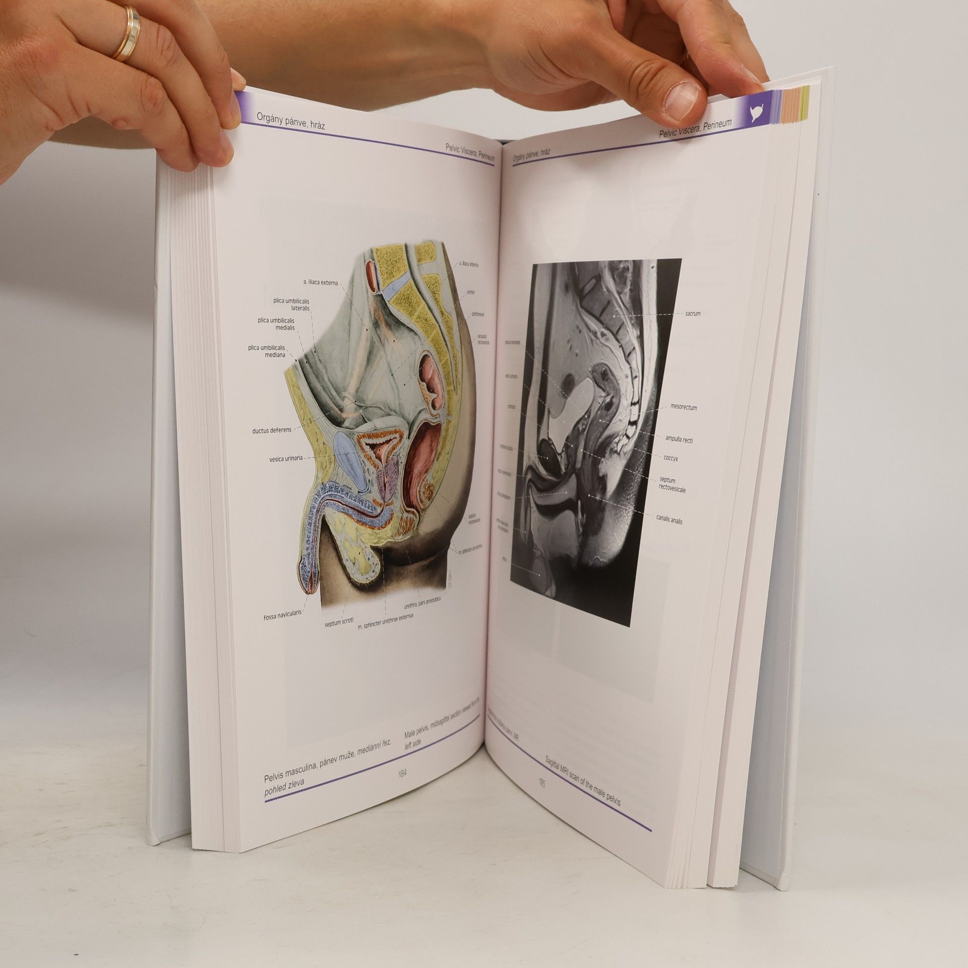 Ondřej Naňka Atlas anatomie člověka II. - Hlava a krk, vnitřní orgány, neuroanatomie
