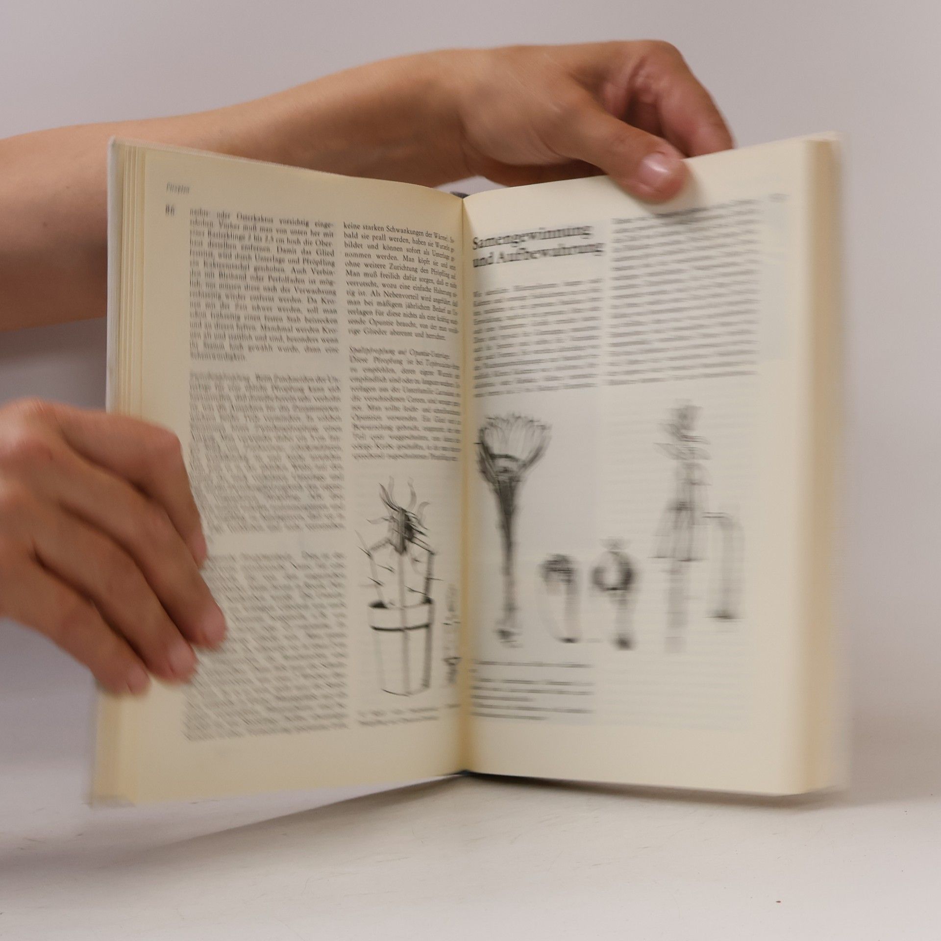 Autorenkollektiv Kakteen und andere schöne Sukkulenten