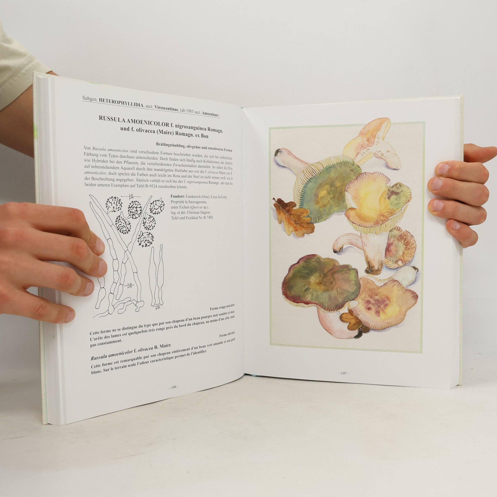 Helga Marxmüller Russularum icones