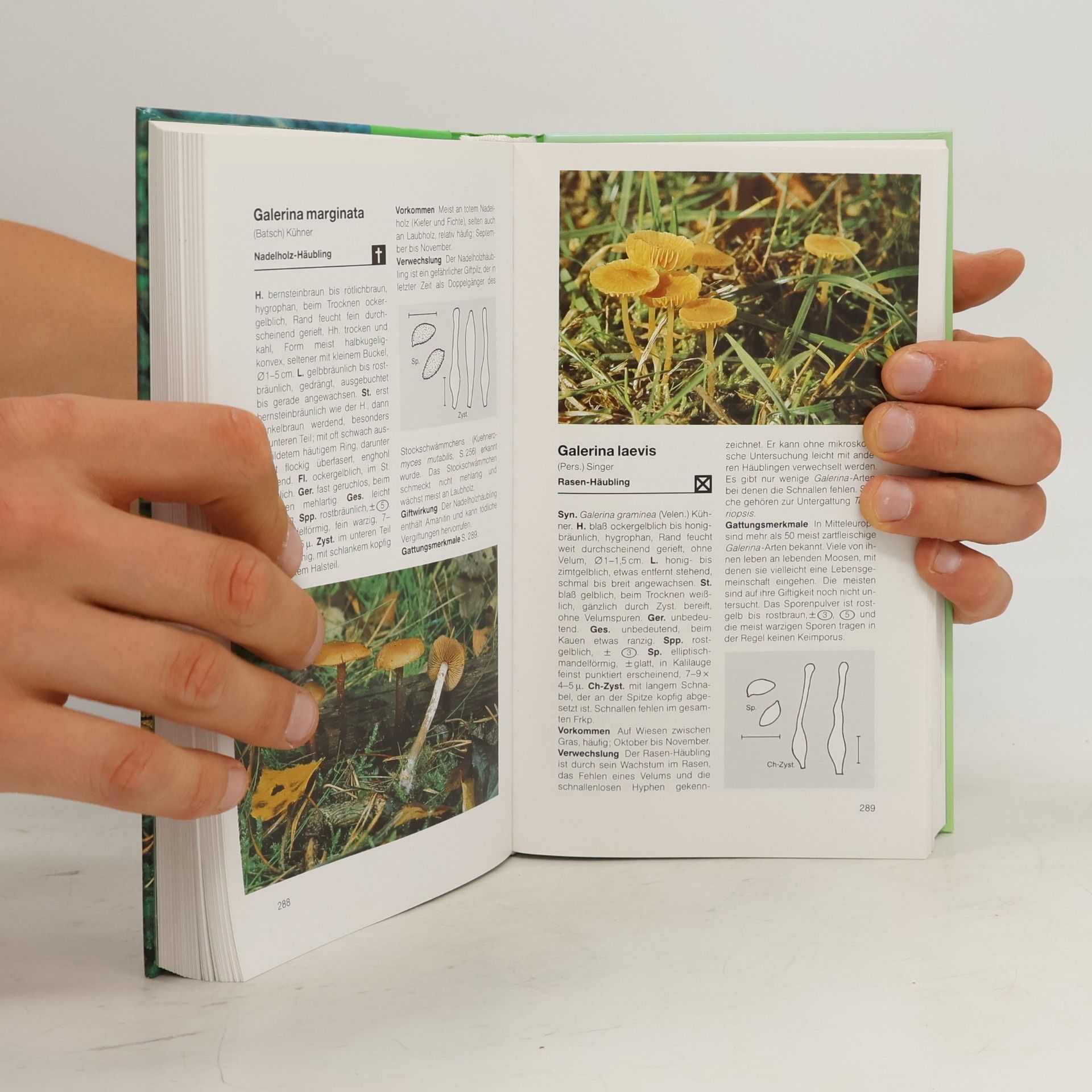 Ewald Gerhardt BLV-Handbuch Pilze