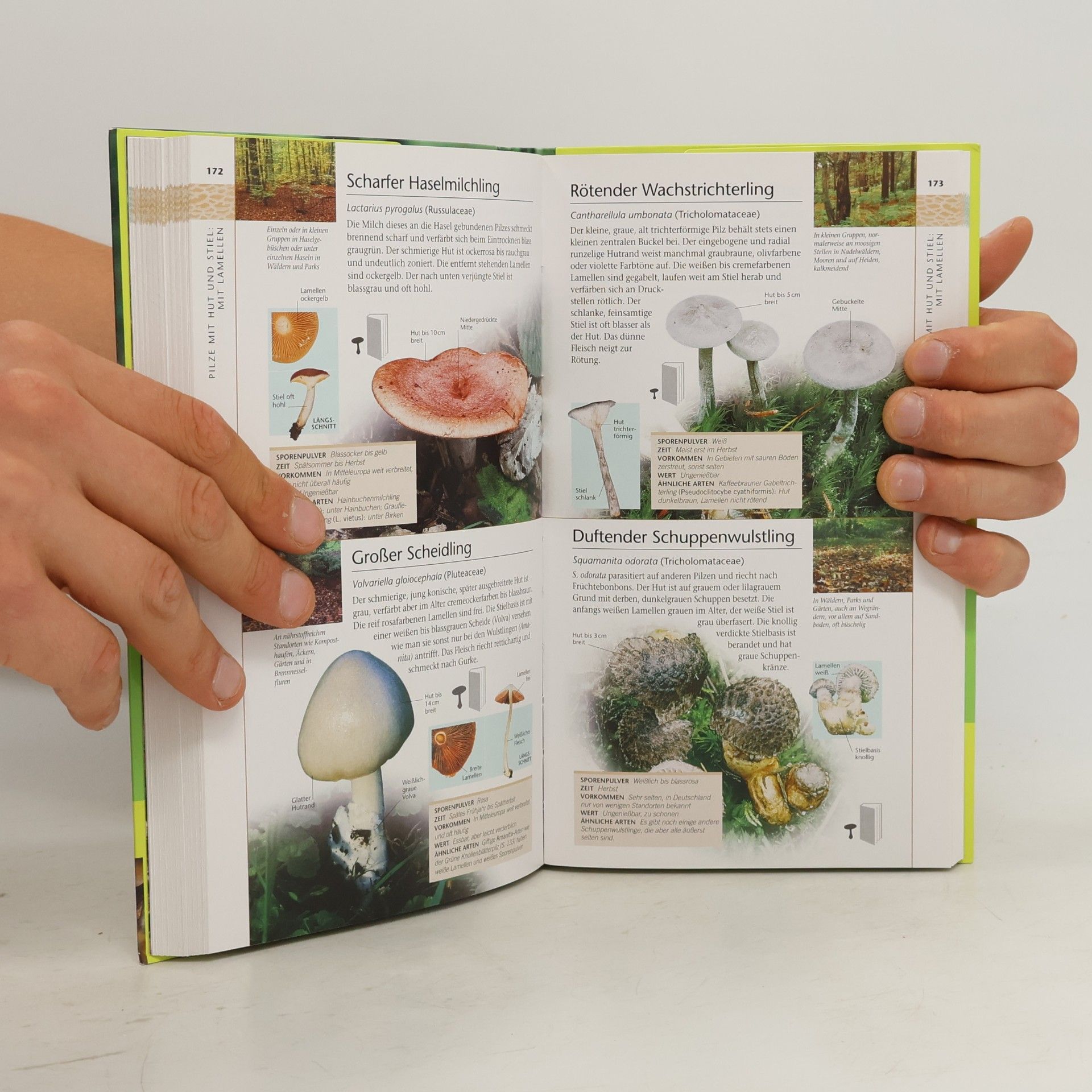 Shelley Evans Natur Kompakt: Pilze