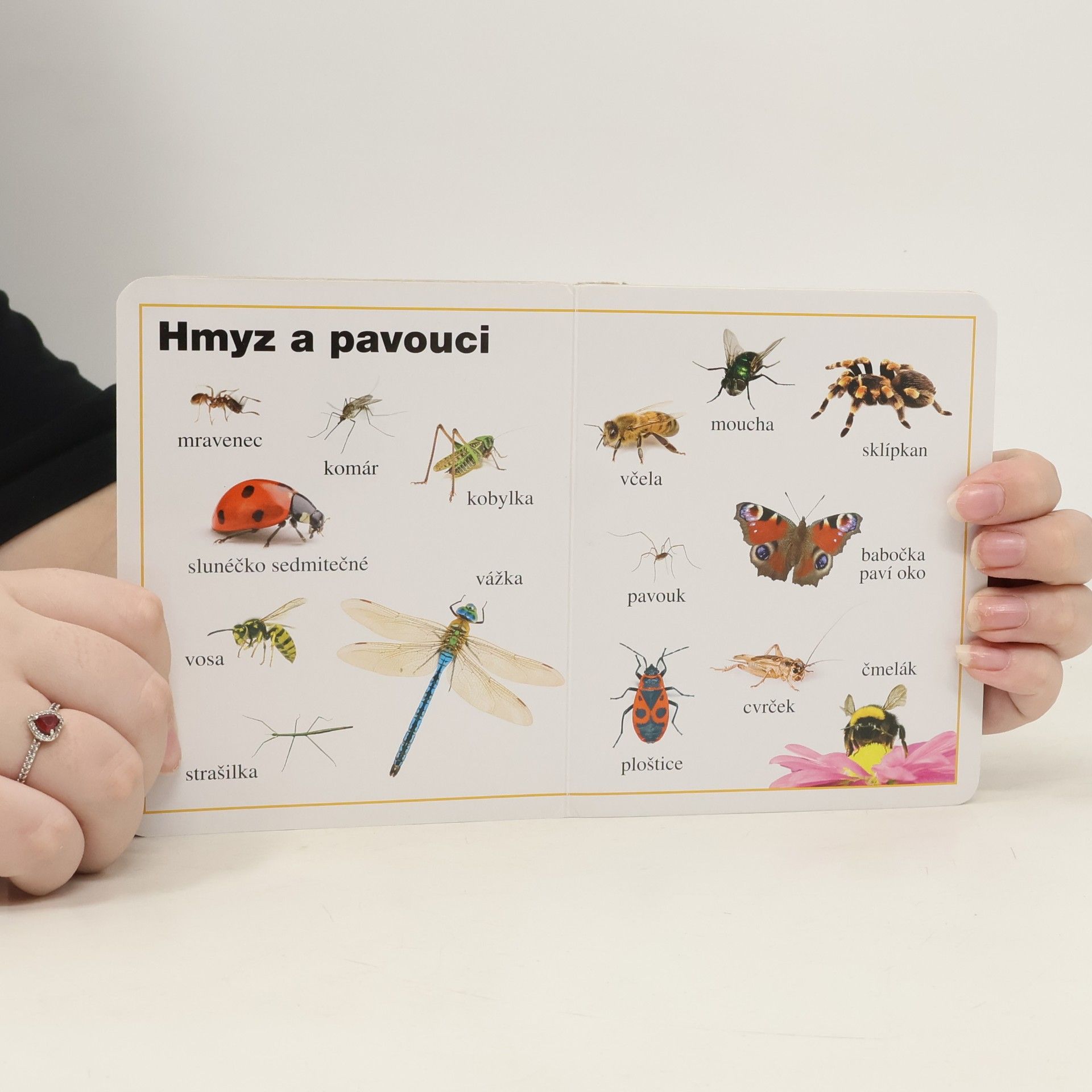 Autores varios Zvířata