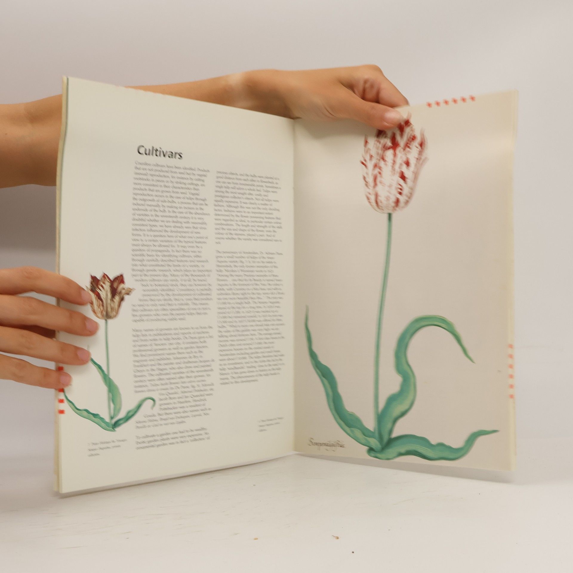 Sam Segal Tulips portrayed