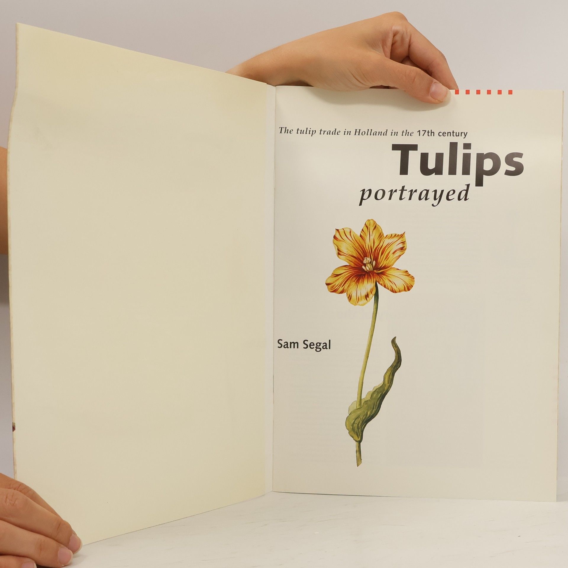 Sam Segal Tulips portrayed