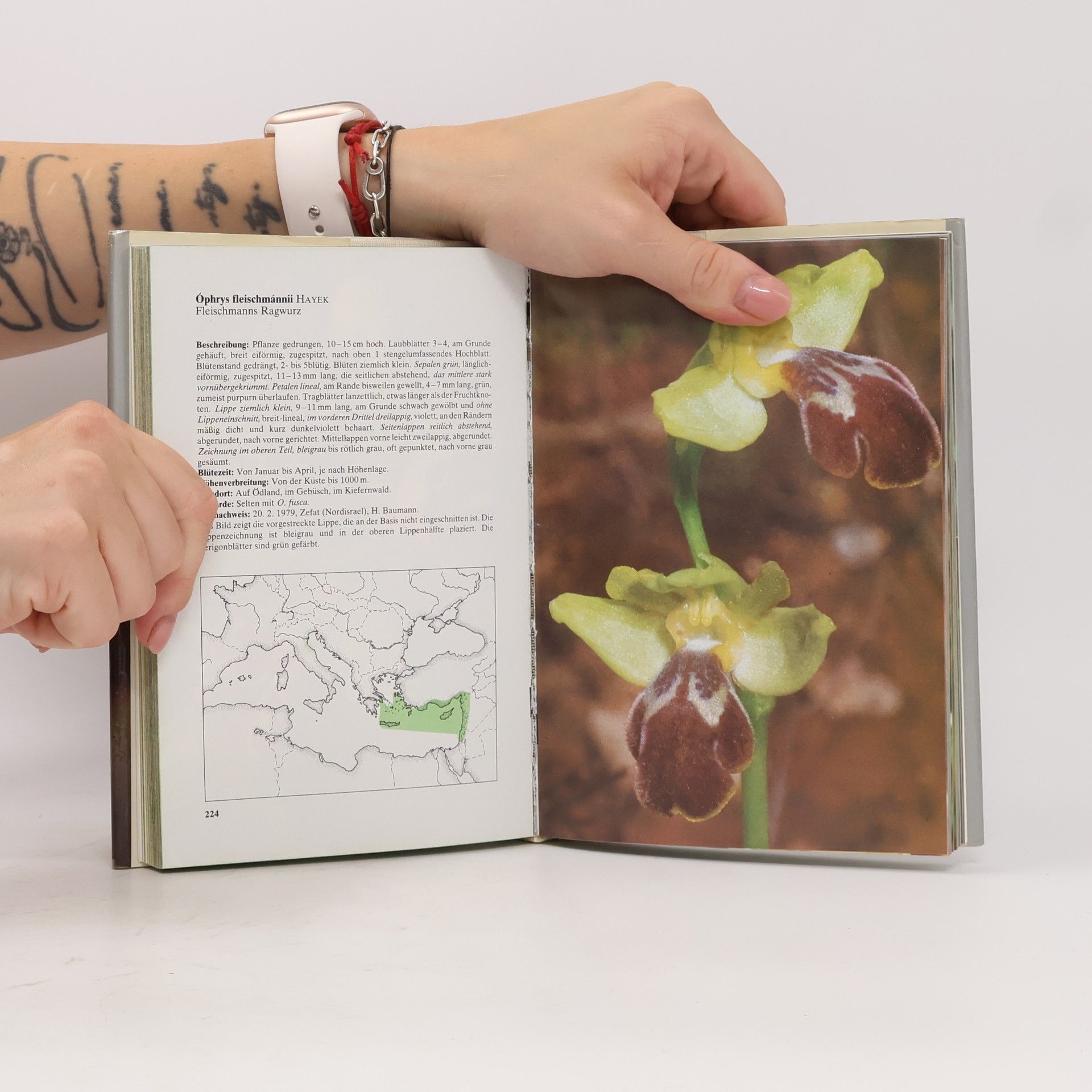 Helmut Baumann Die wildwachsenden Orchideen Europas
