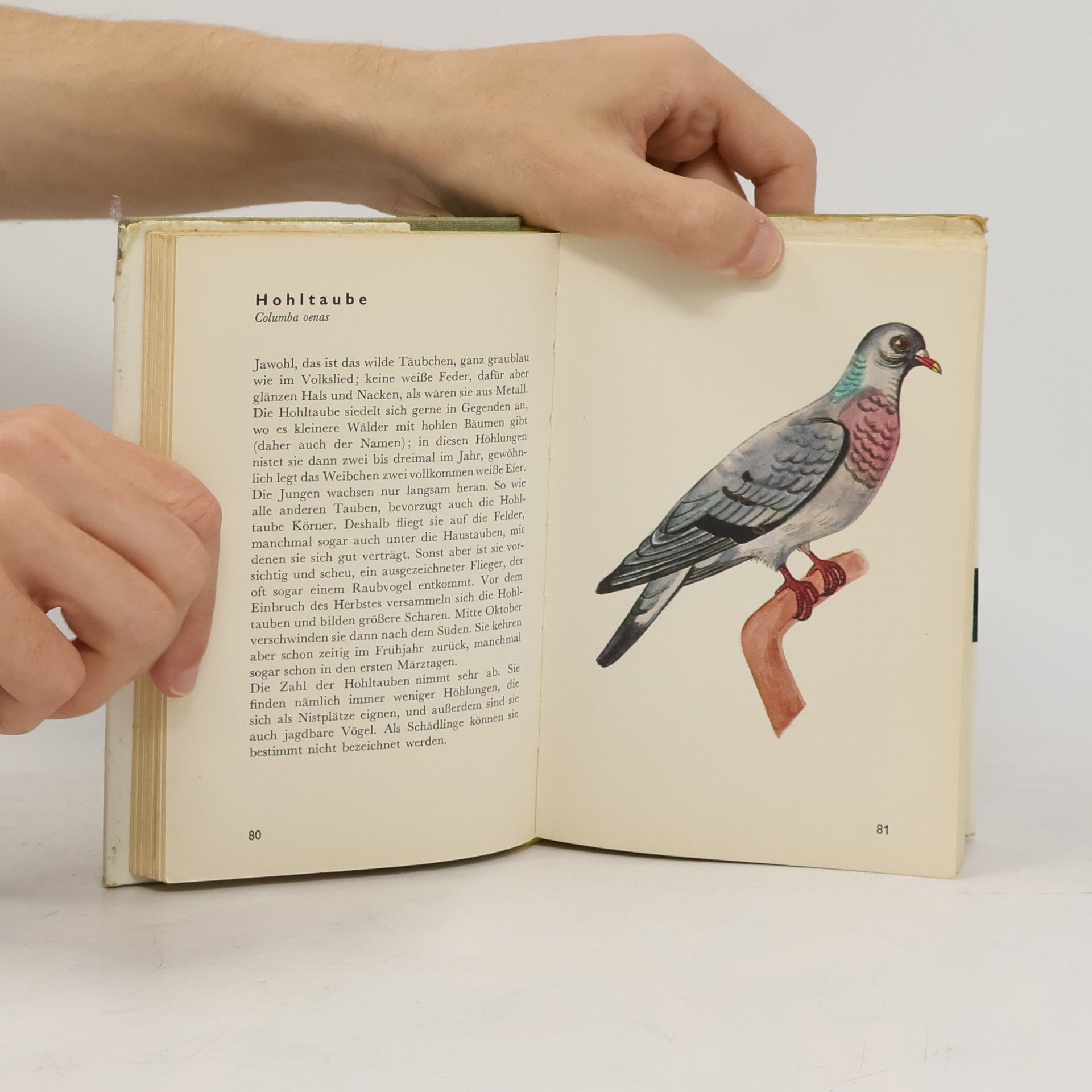 Jaroslav Spirhanzl Duriš Taschenatlas der Vögel