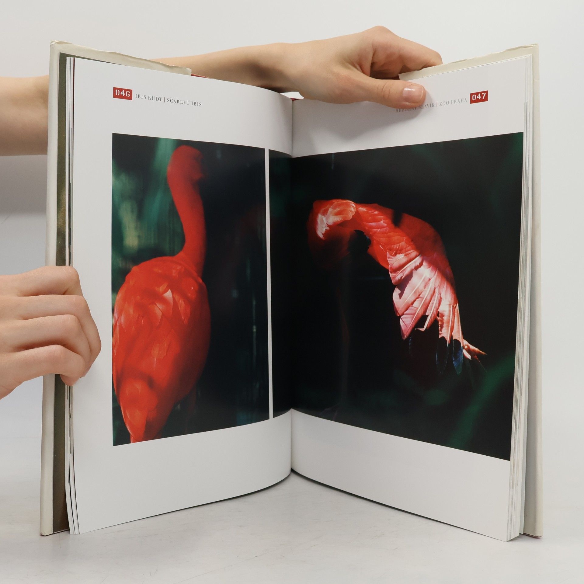 Herbert Slavík ZOO Praha : zvířata z pražské ZOO na fotografiích Herberta Slavíka