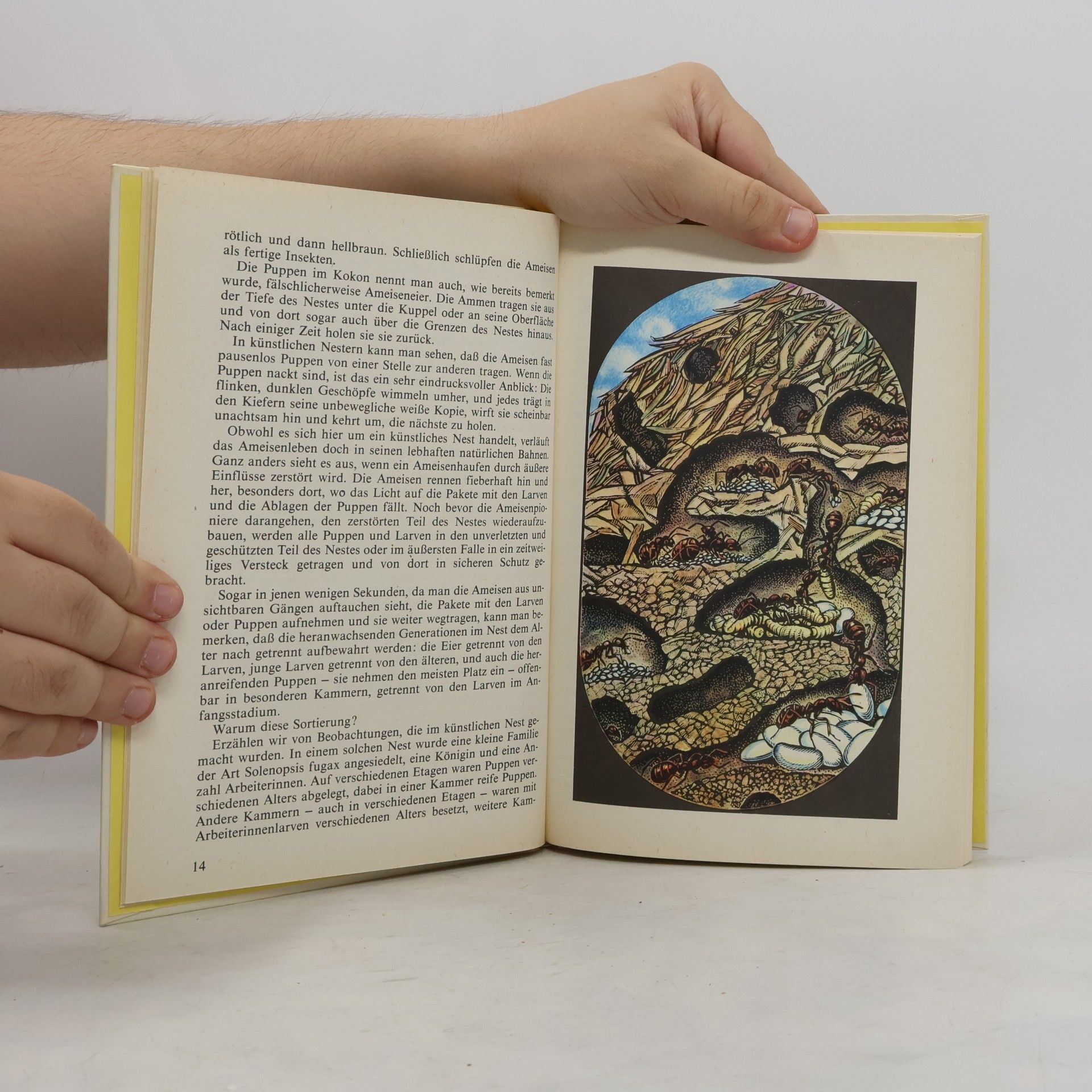 Jossif Chalifman Kleines Ameisenbuch