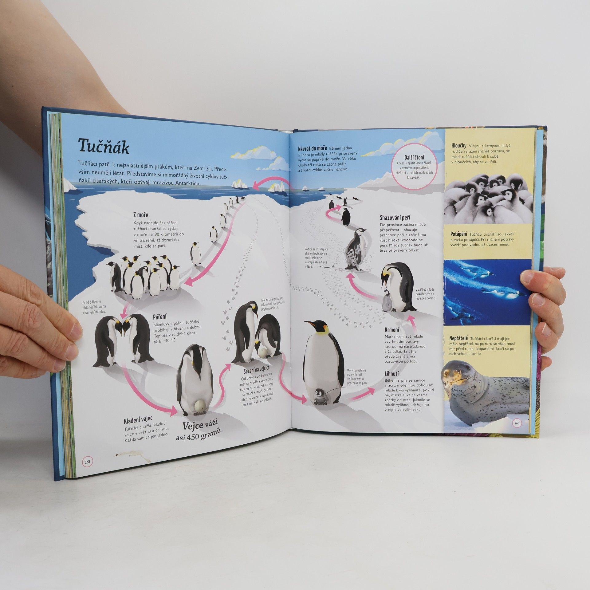 Autorenkollektiv Koloběh života. Fascinující proměny světa kolem nás