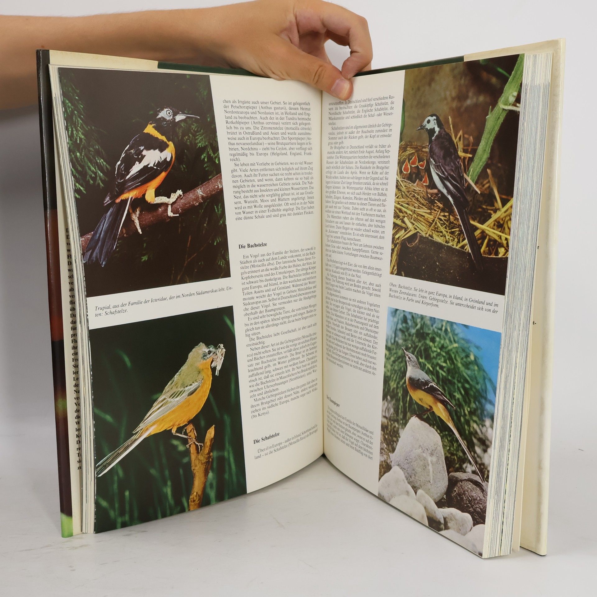 Autores varios Die Geheimnisse der Tierwelt. Das Reich der Sänger. Band 5. Vögel 1