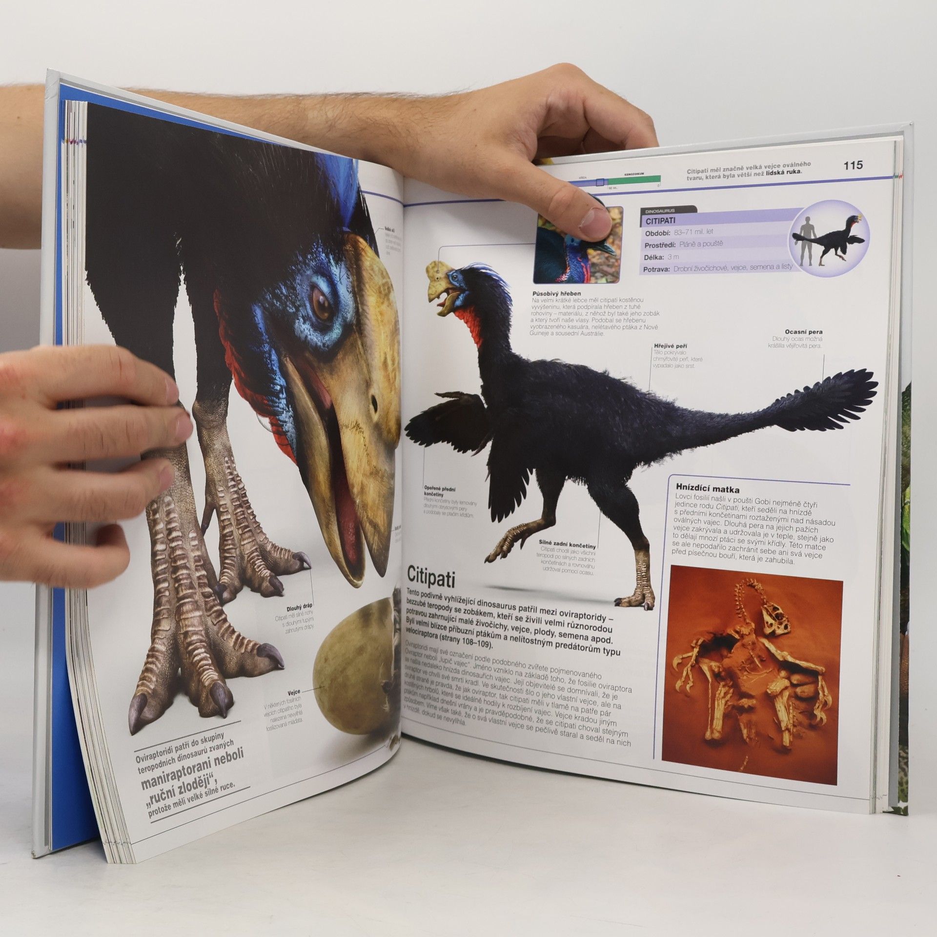 Autorenkollektiv Dinosauři v kostce