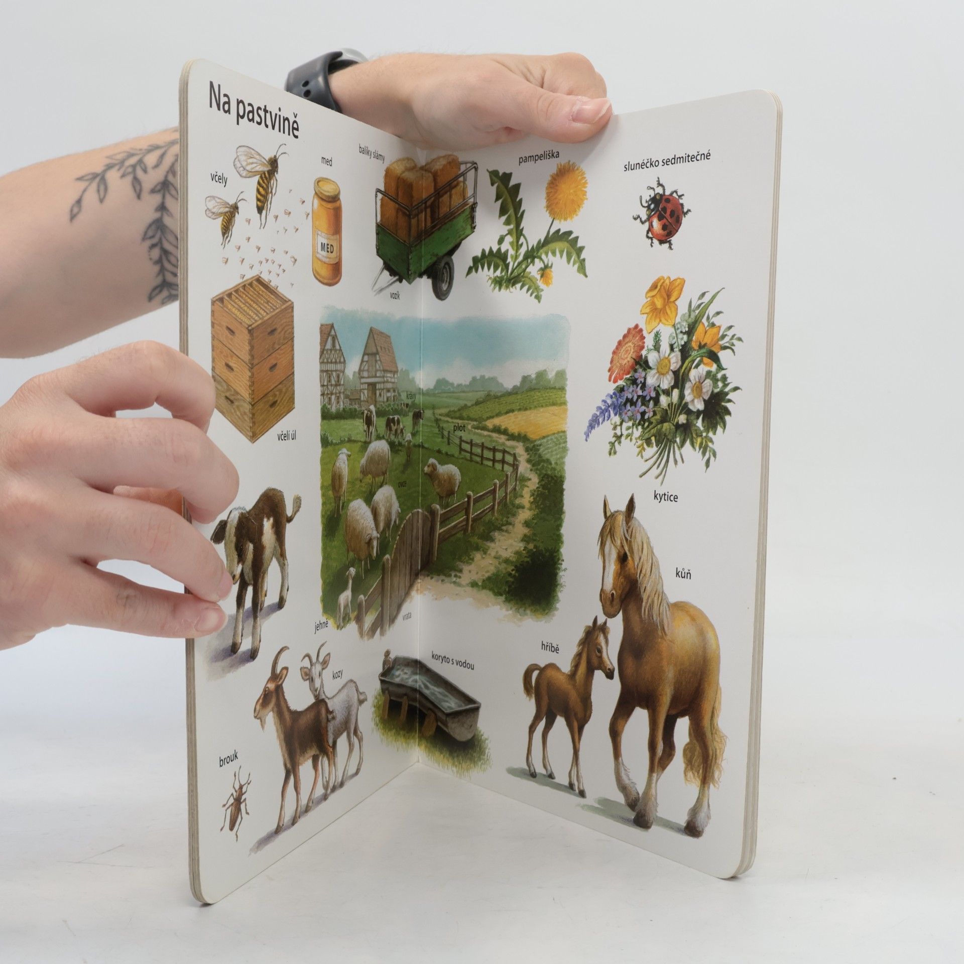 Autorenkollektiv Statek – Obrázkový slovník
