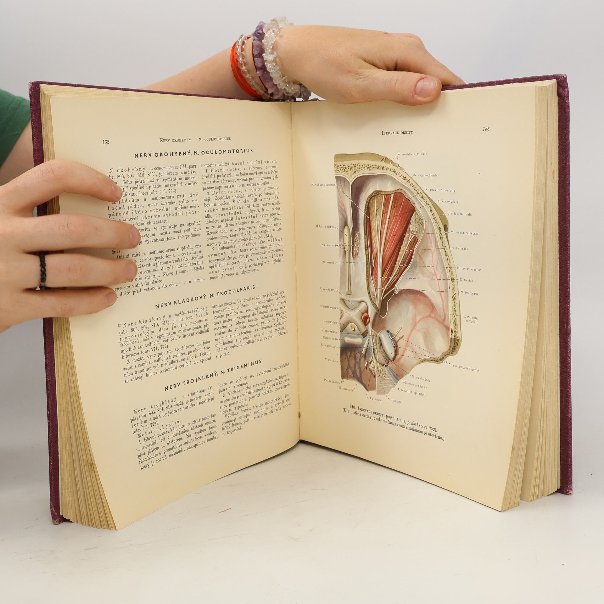 R. D. Sinělnikov Atlas anatomie člověka 3. svazek