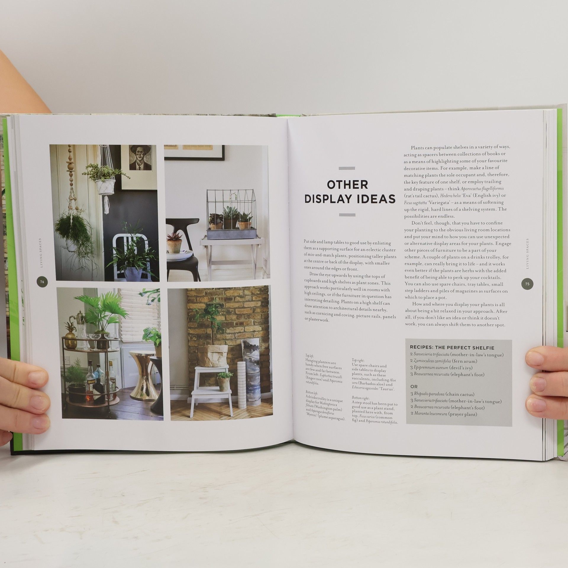 Kara O. Reilly At Home with Plants