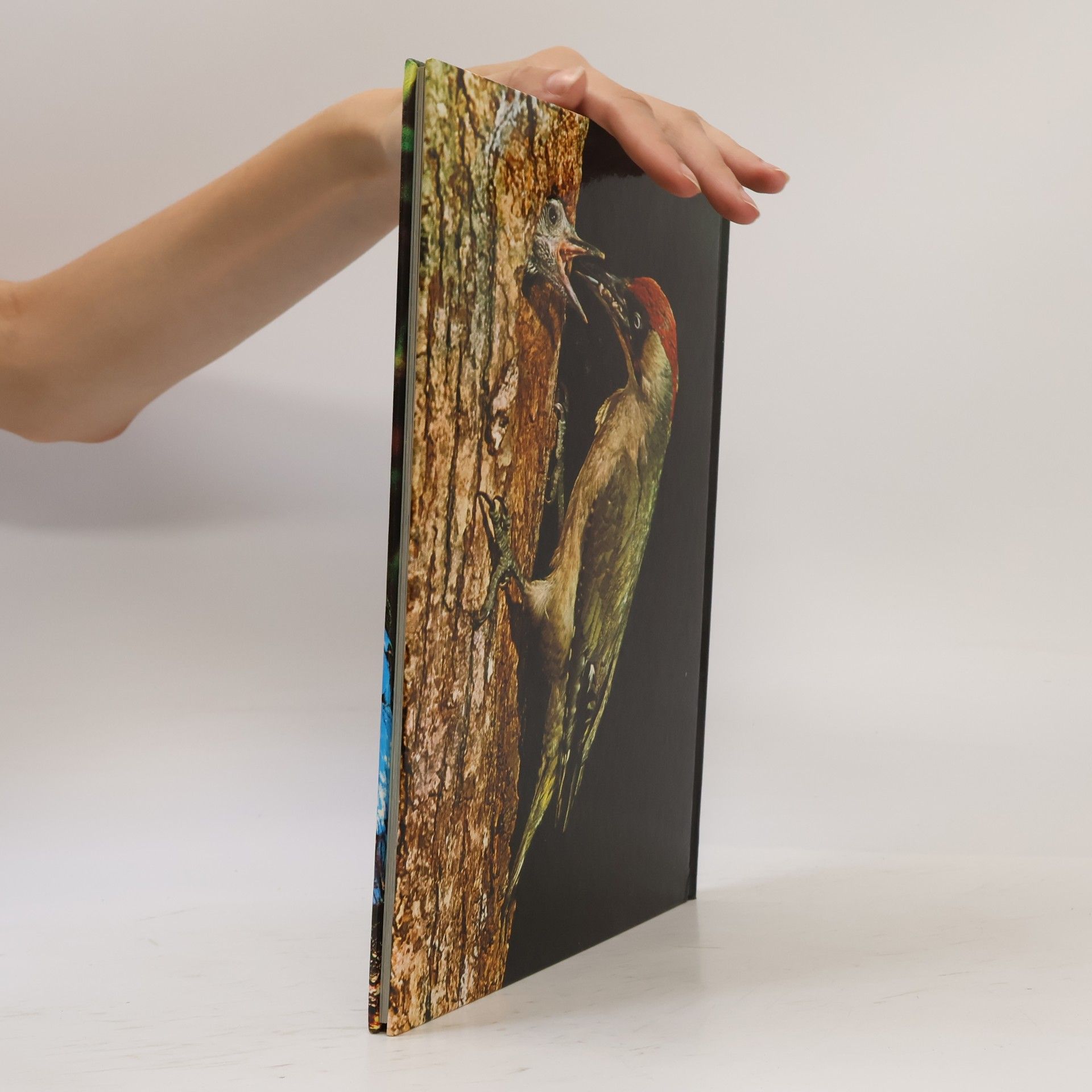 Robert Burton Vögel mit 108 Farbfotos